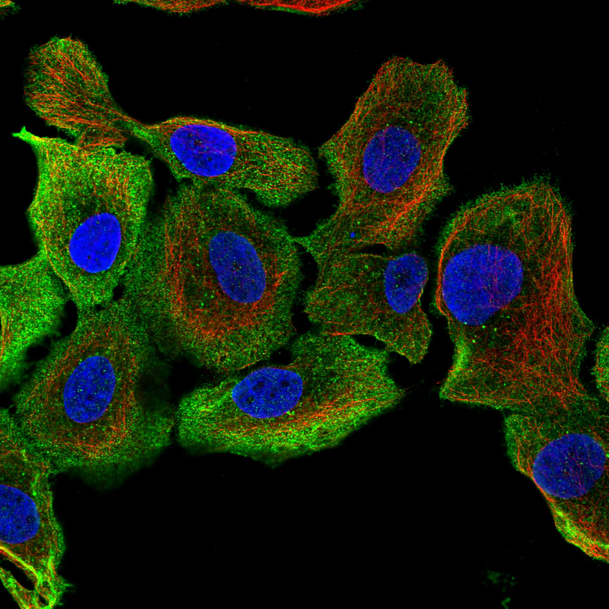 MYO5B fluorescence