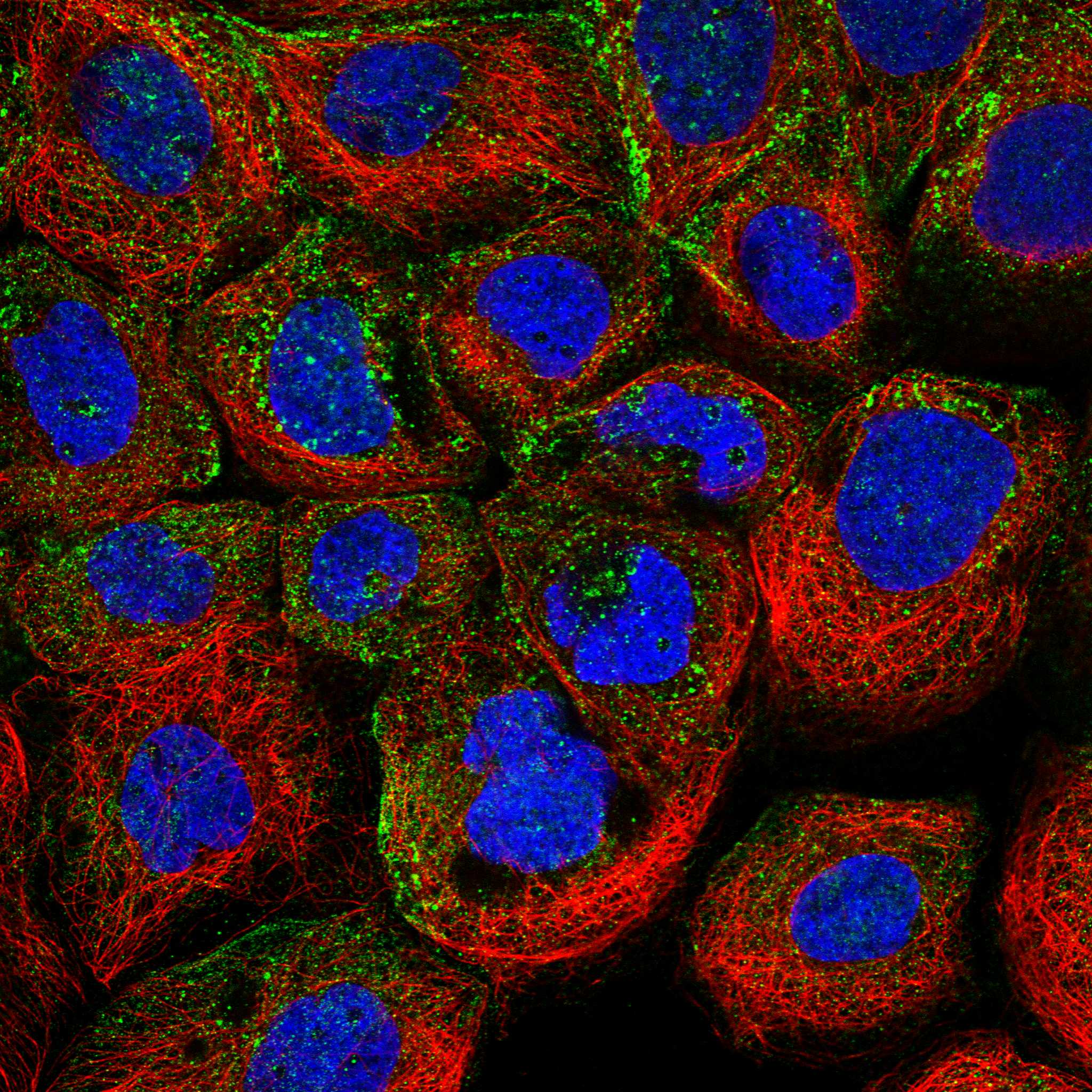 MYO9A fluorescence