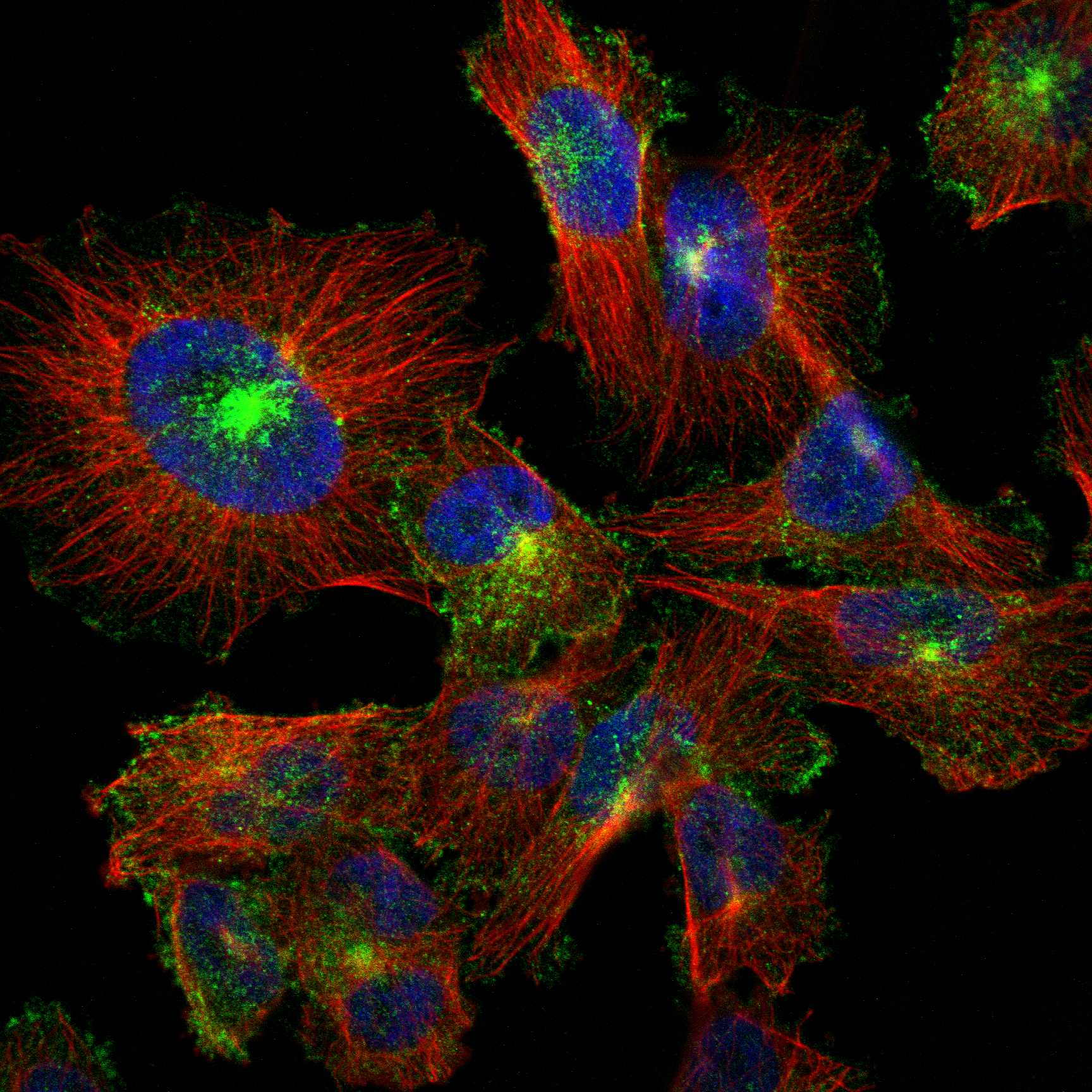 MYOF fluorescence