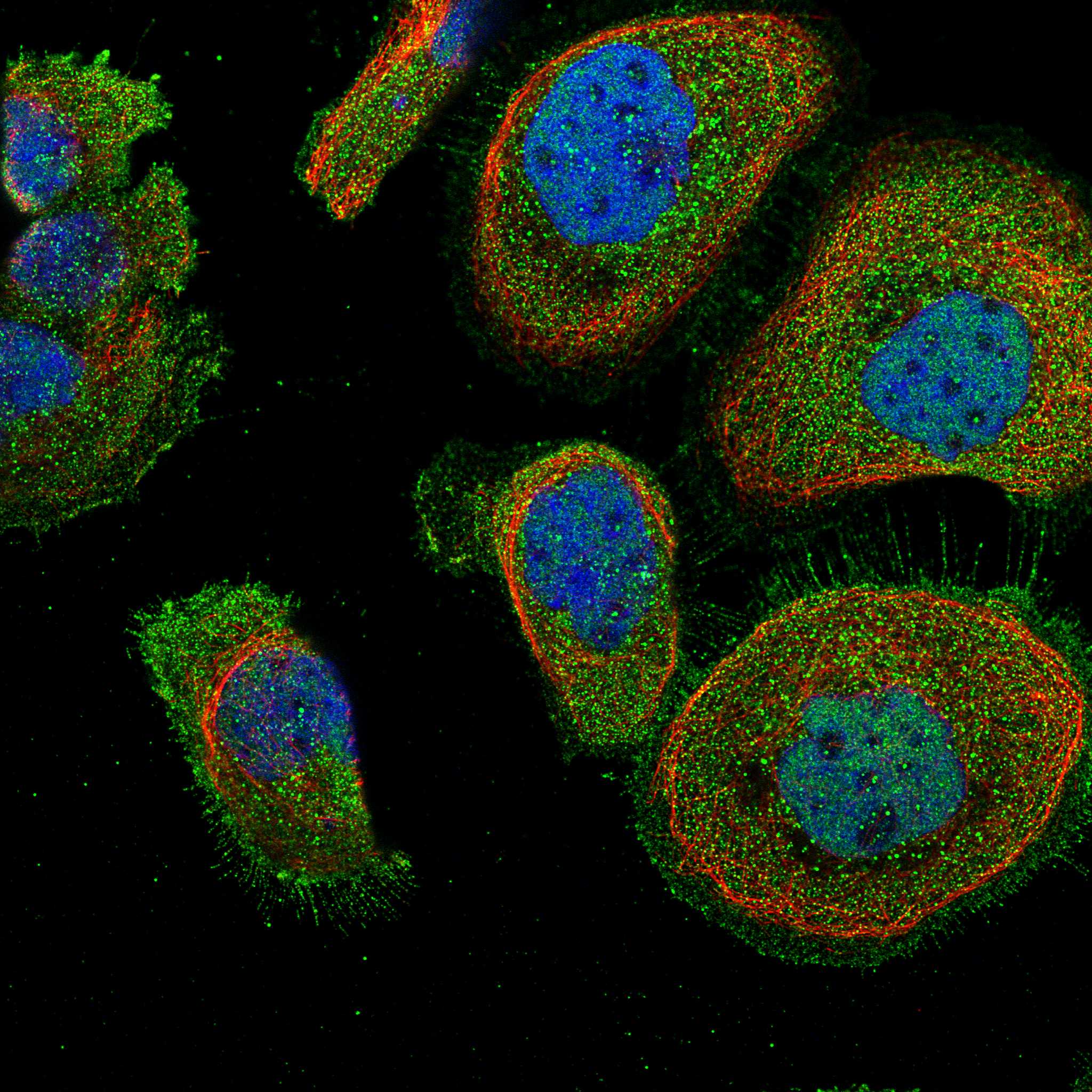 NAA35 fluorescence