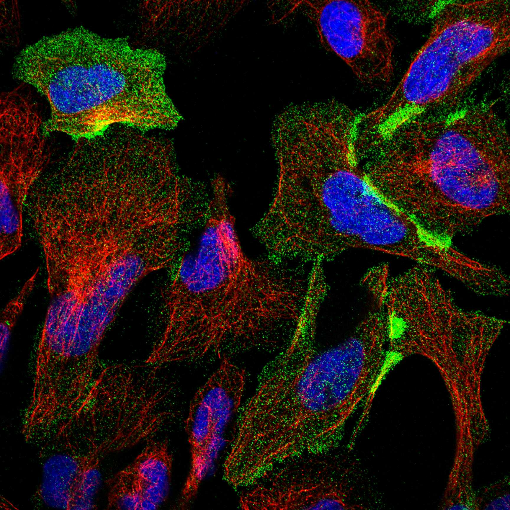 NCAM1 fluorescence