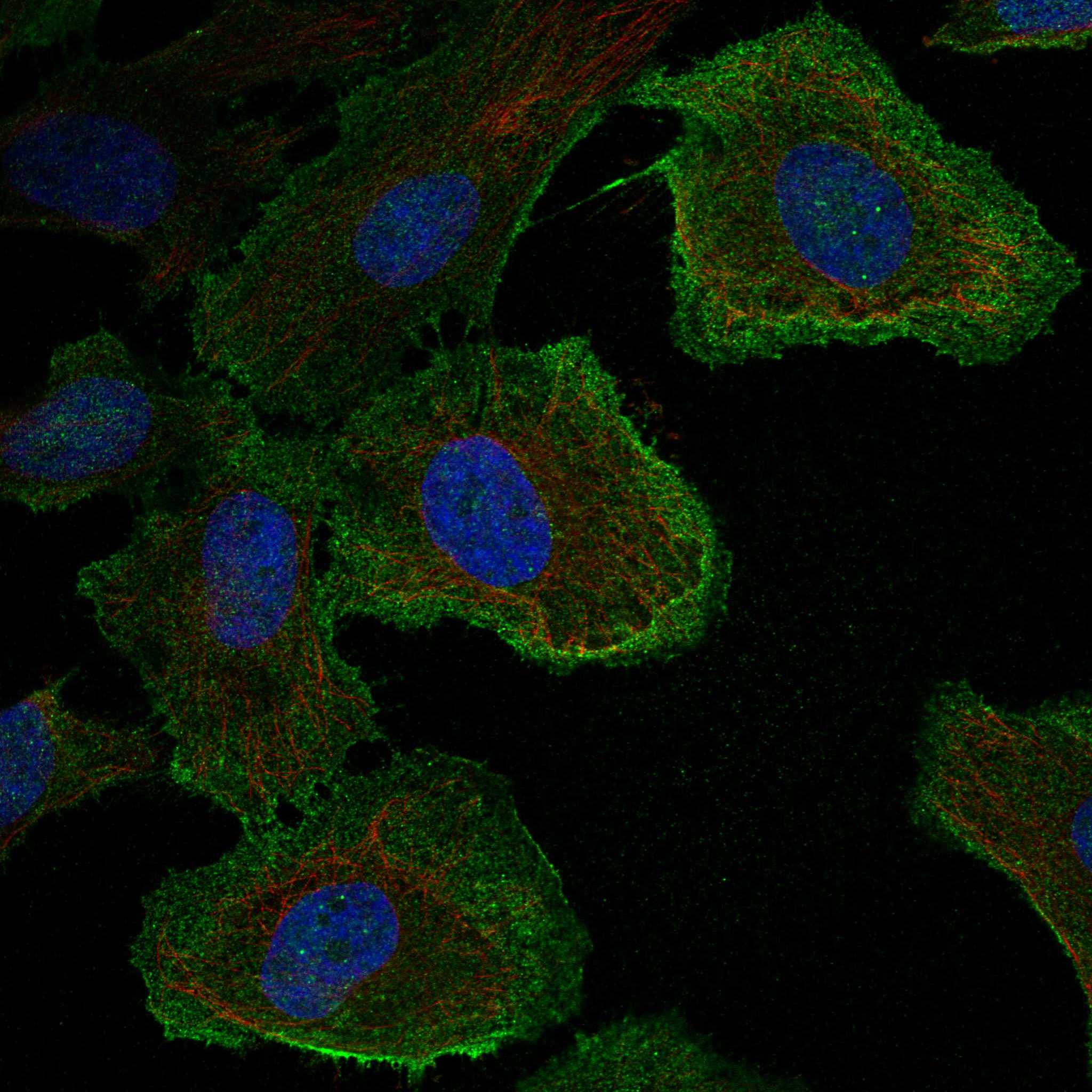NCAM2 fluorescence