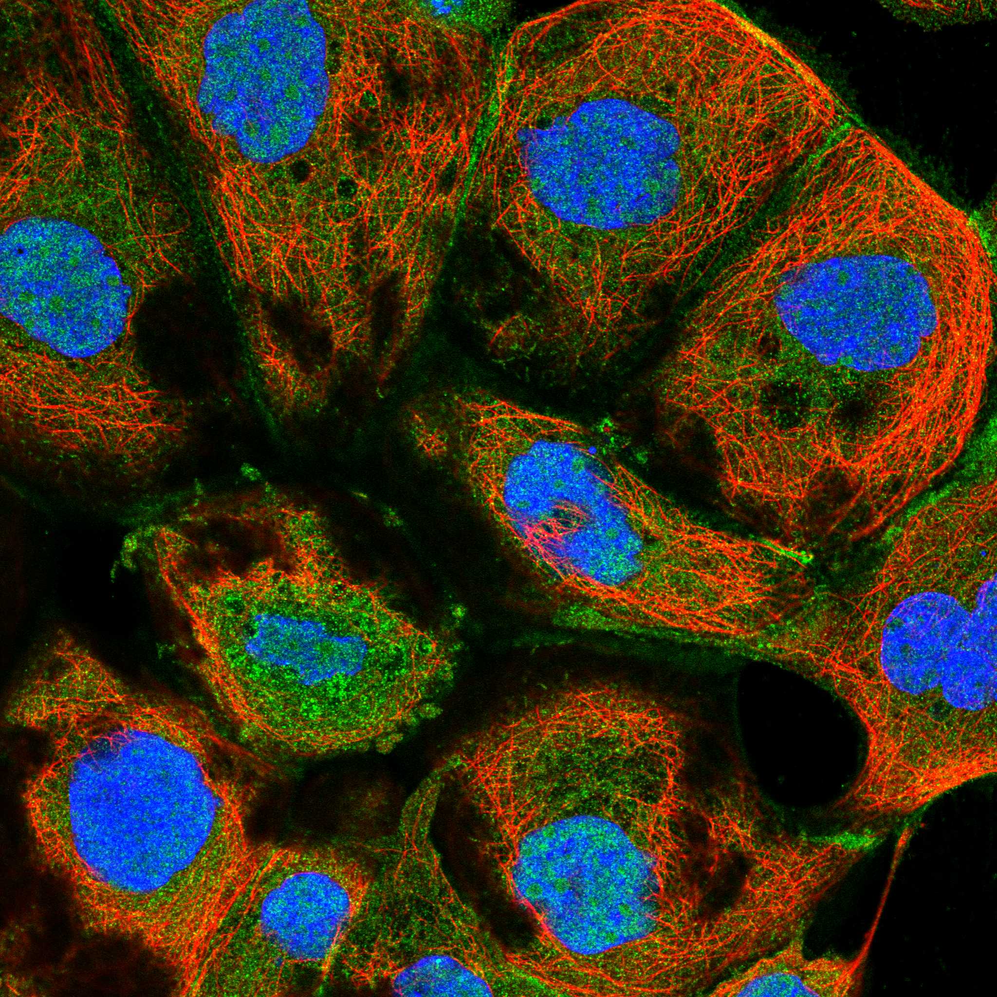 NCS1 fluorescence