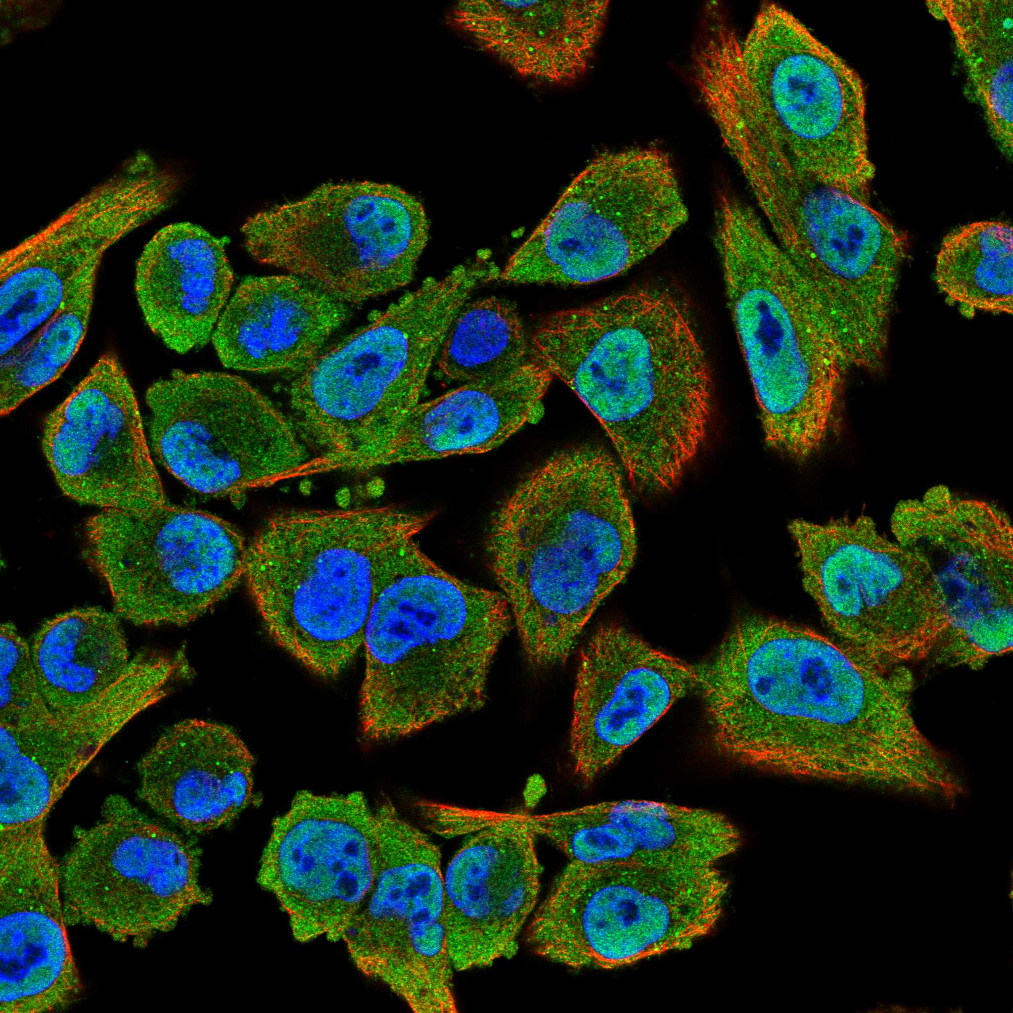NEDD4 fluorescence