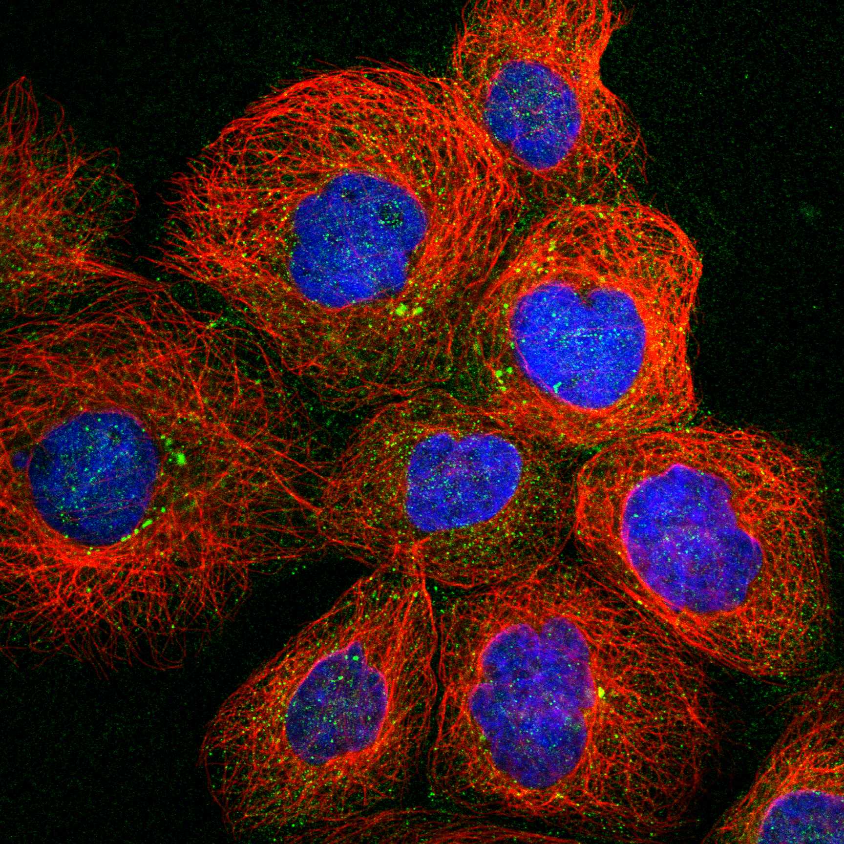 NEGR1 fluorescence