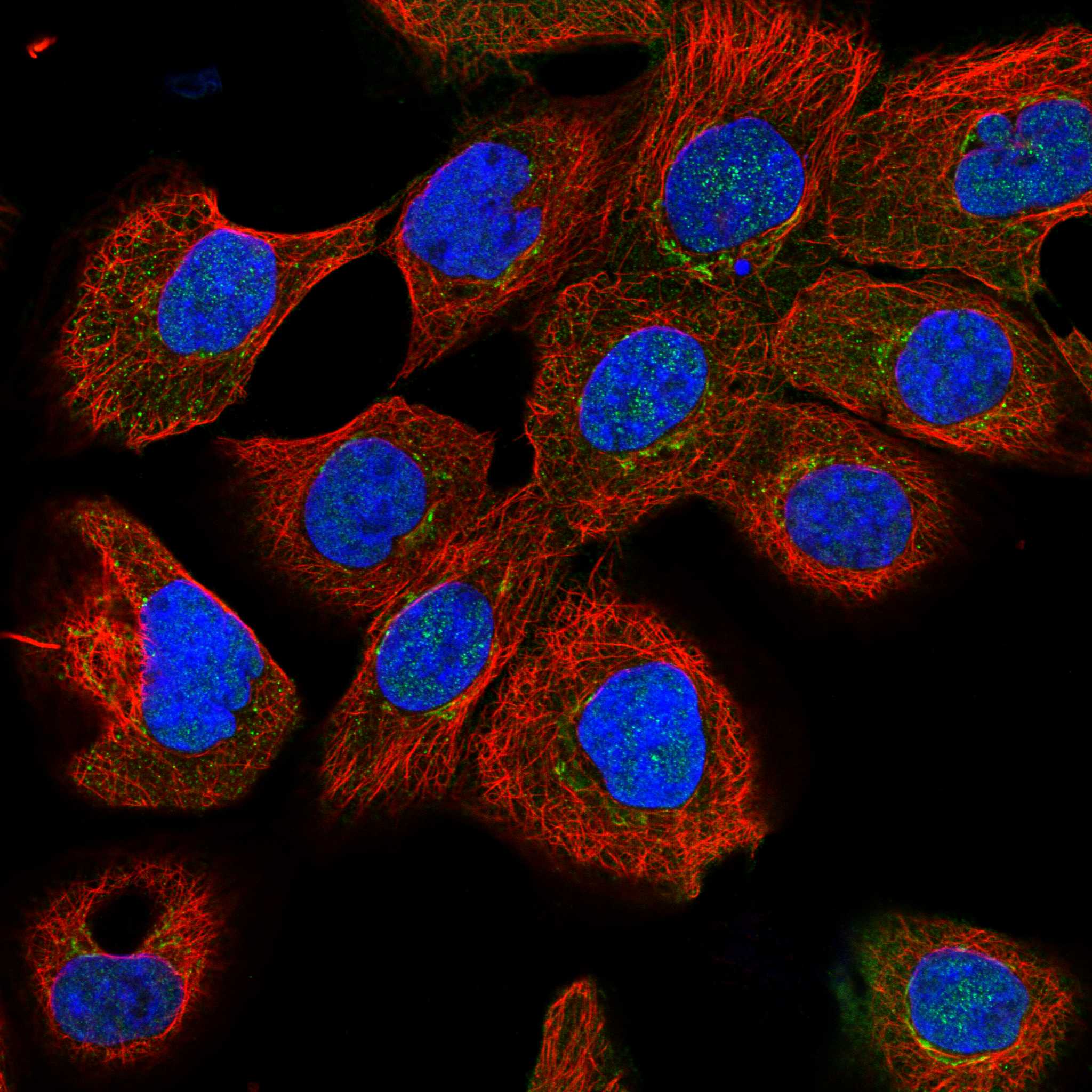 NEO1 fluorescence