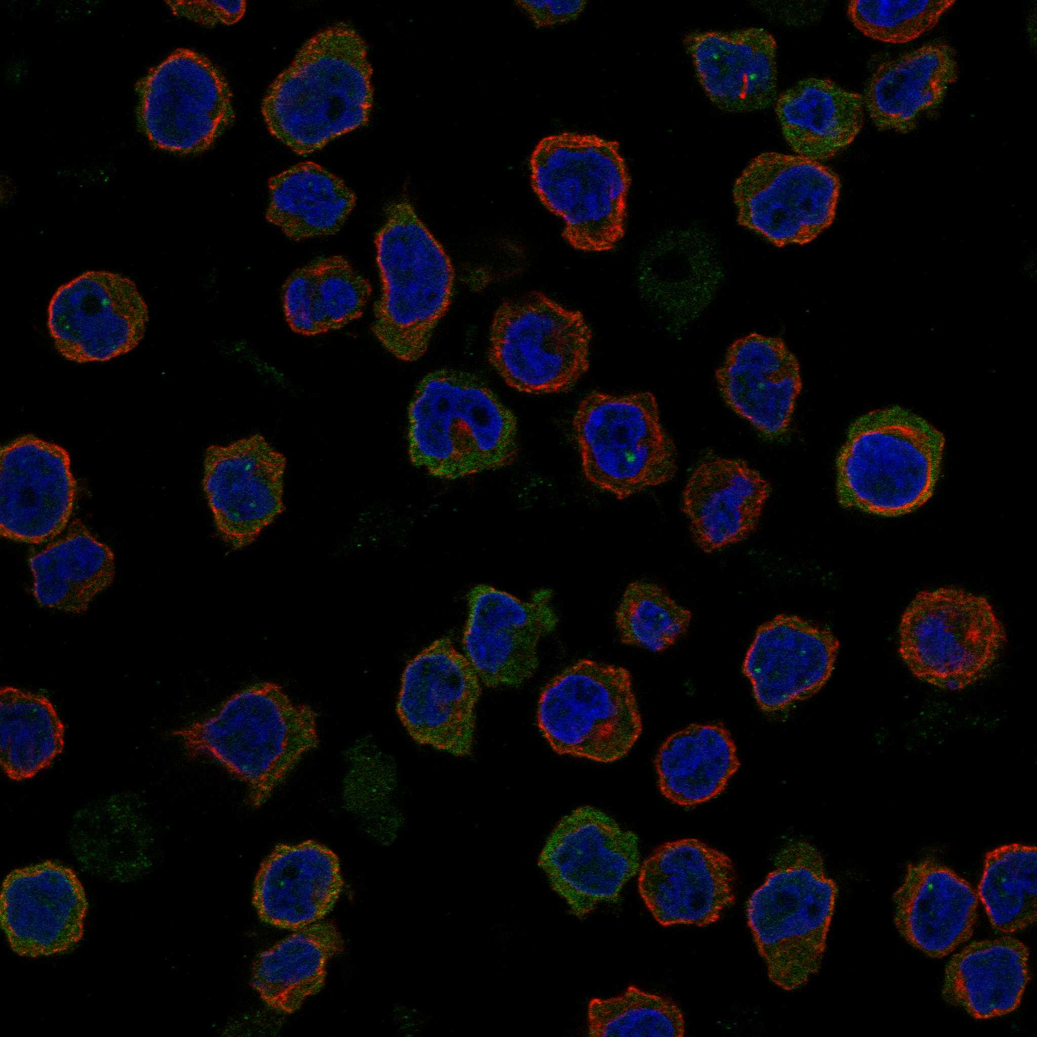 NFAM1 fluorescence