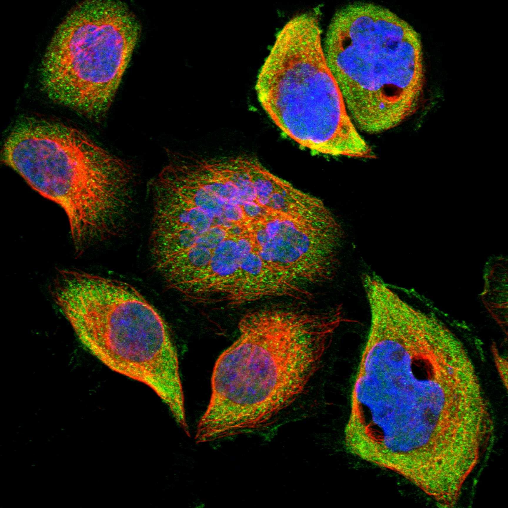 NGEF fluorescence