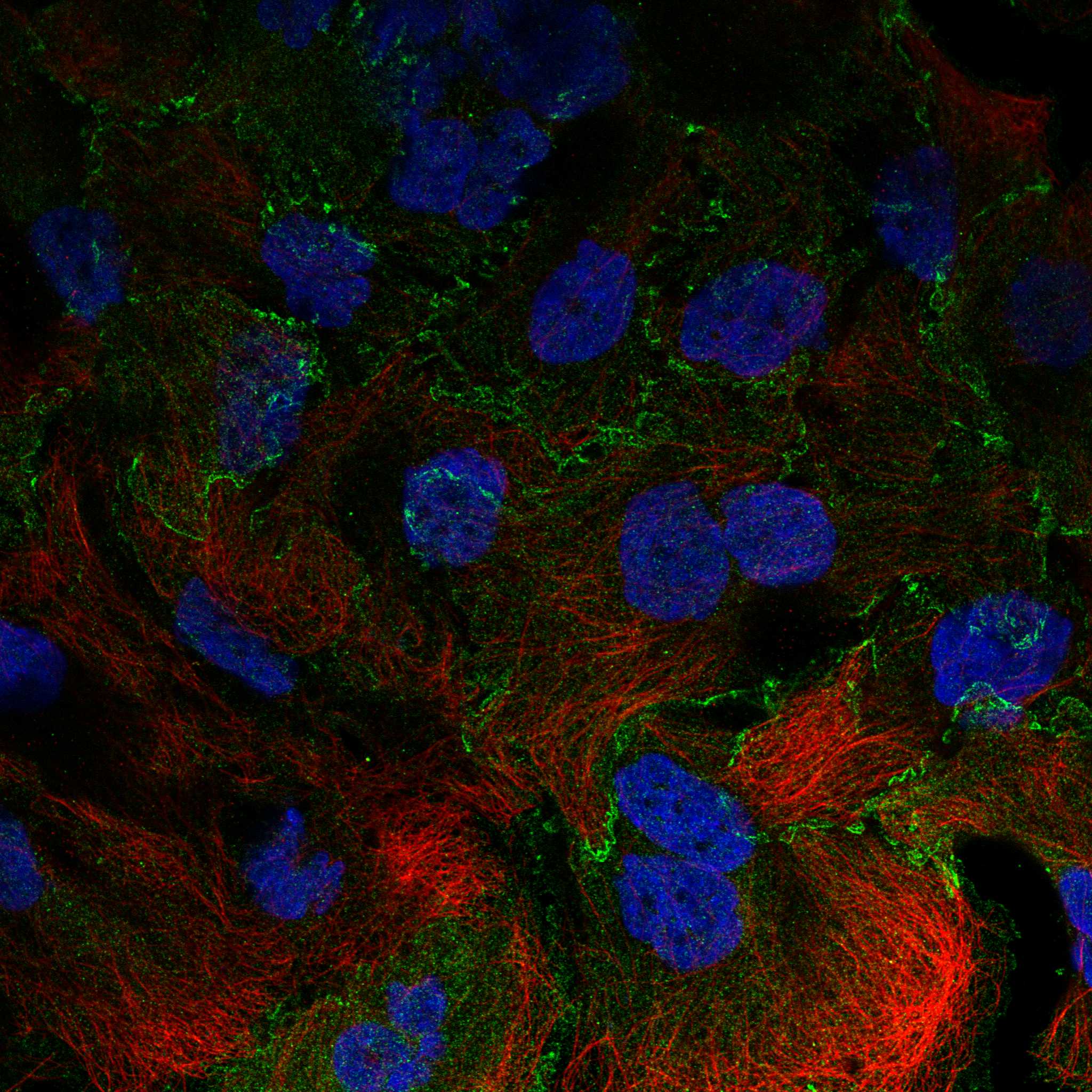 NHSL2 fluorescence