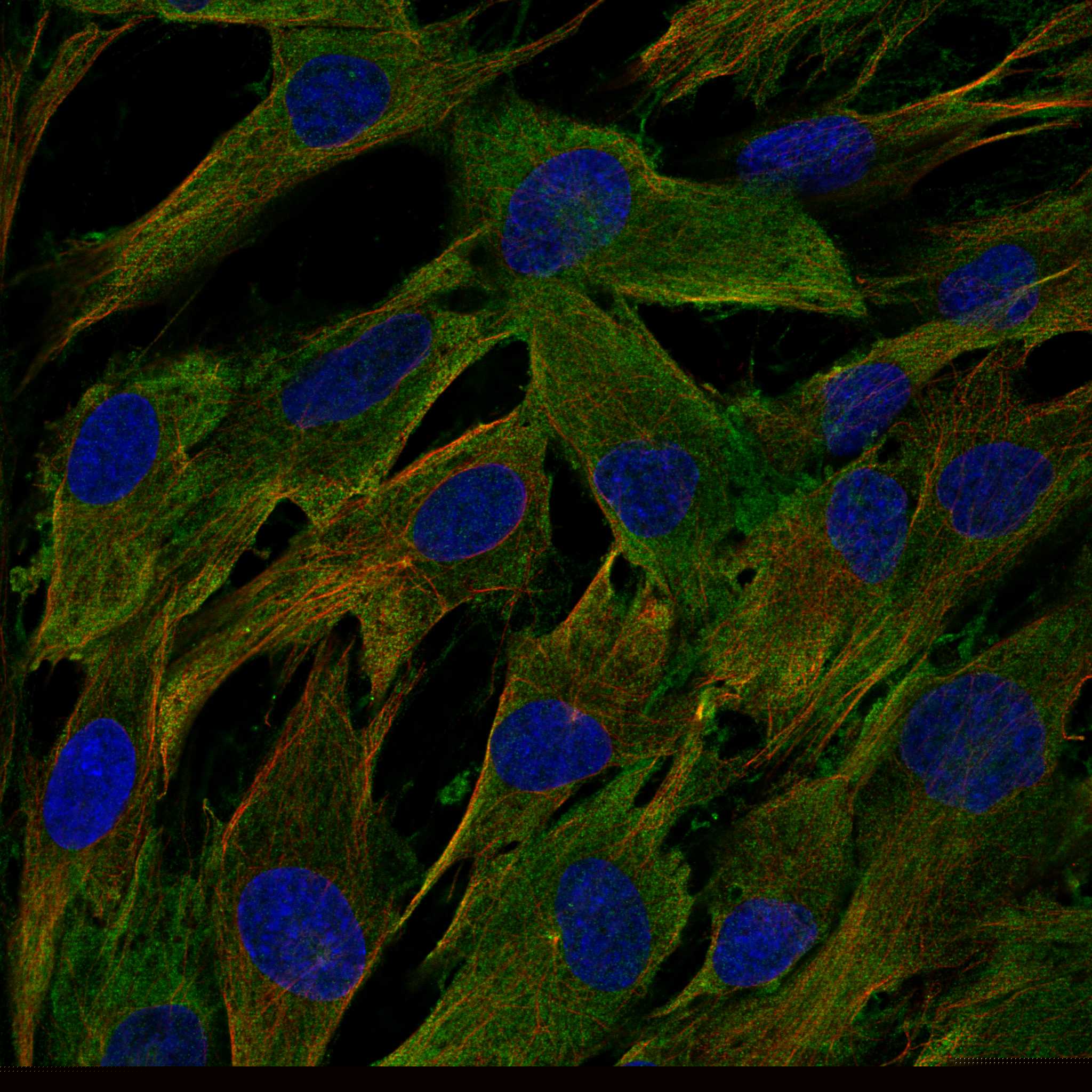 NID2 fluorescence