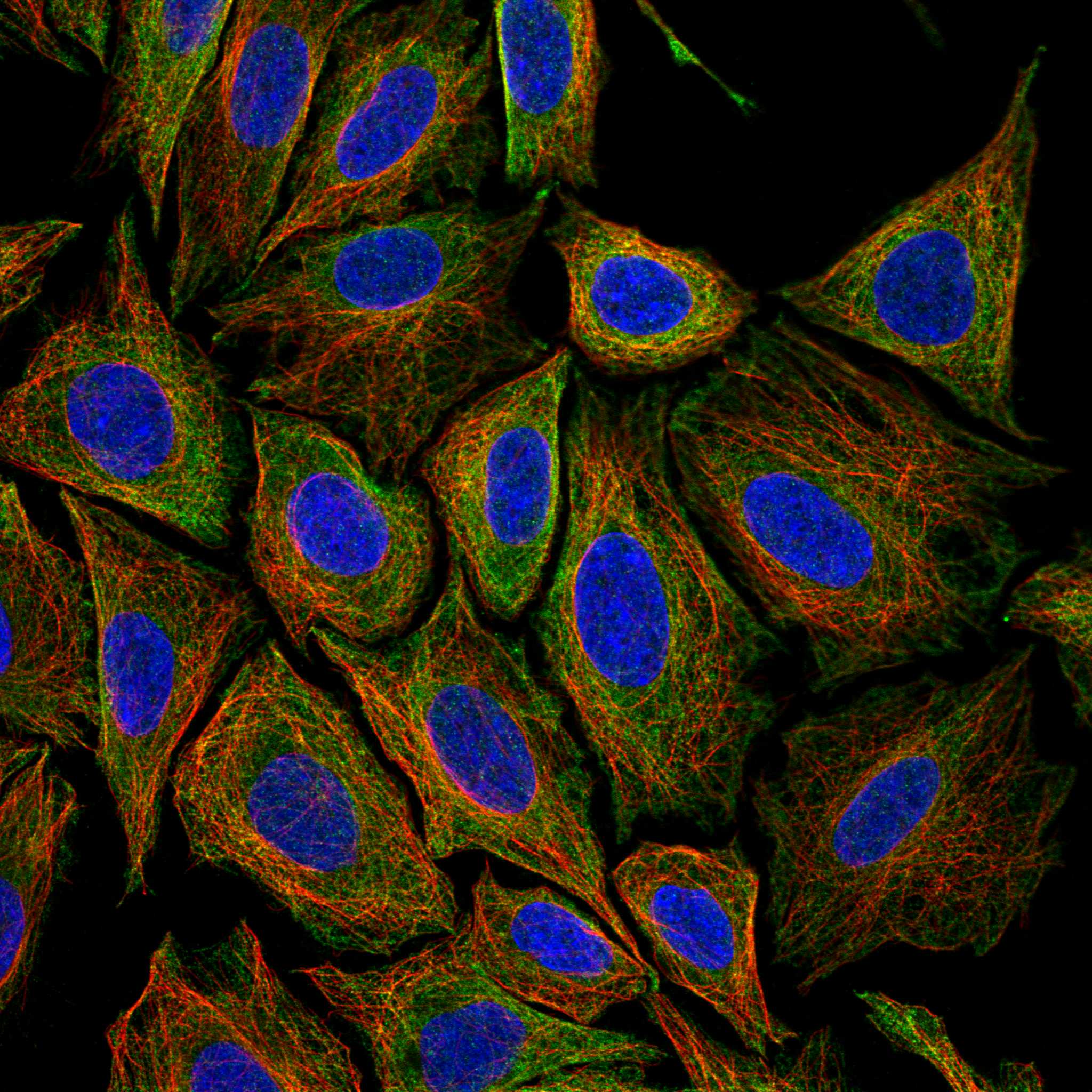 NINJ2 fluorescence