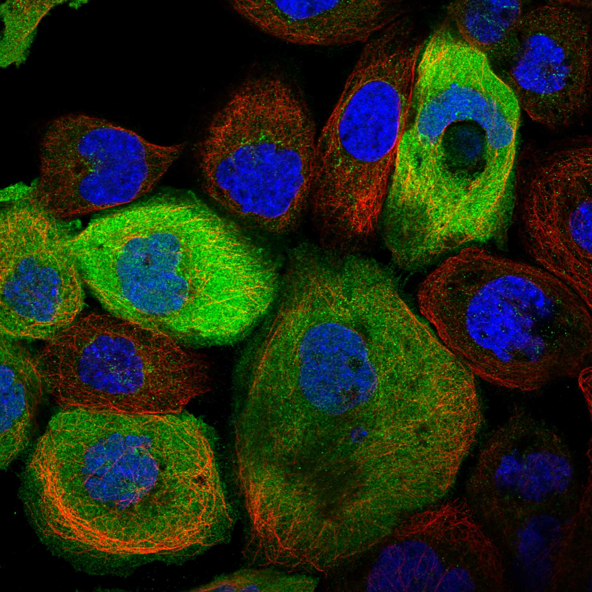 NKPD1 fluorescence