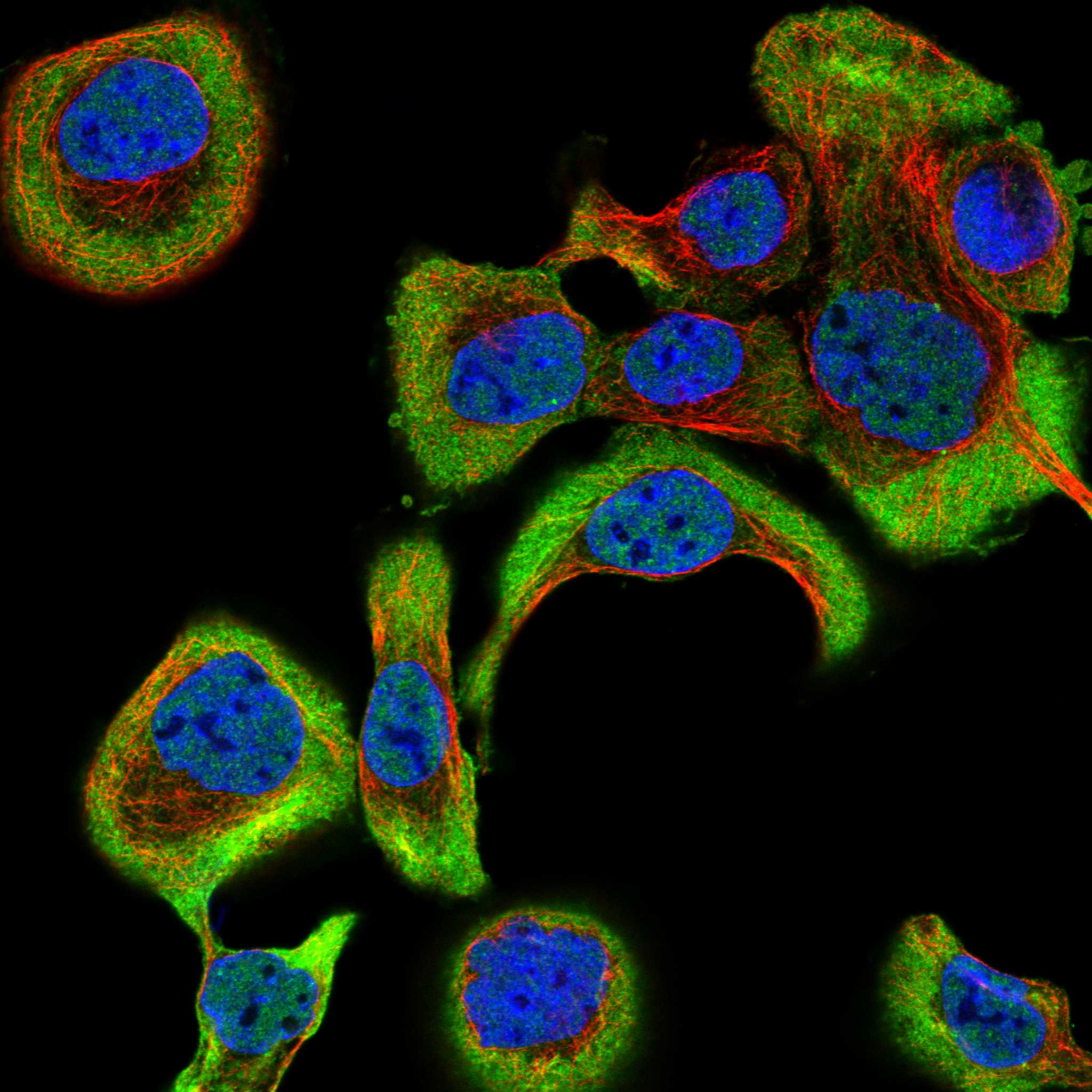 NKTR fluorescence