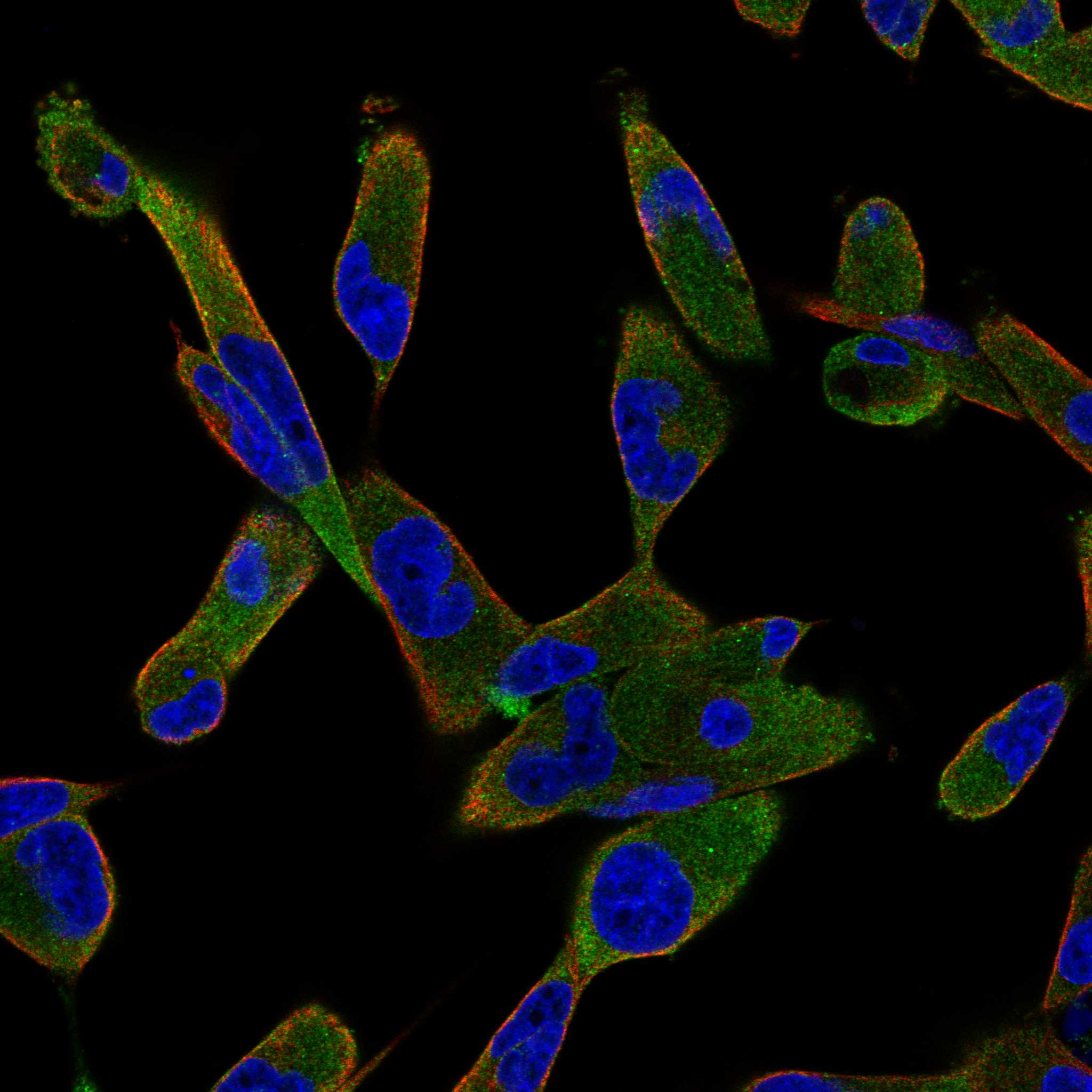 NLGN1 fluorescence