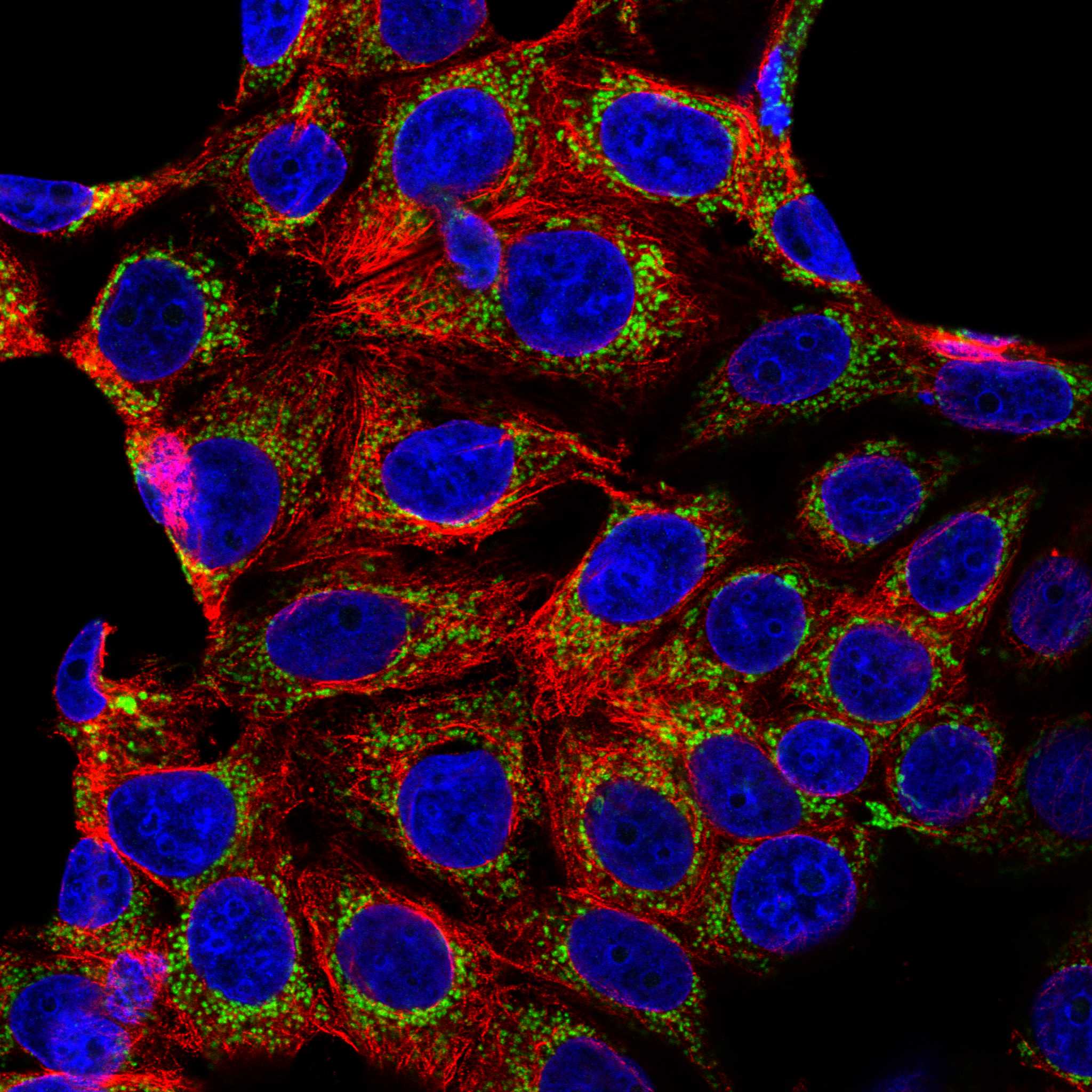 NLGN2 fluorescence