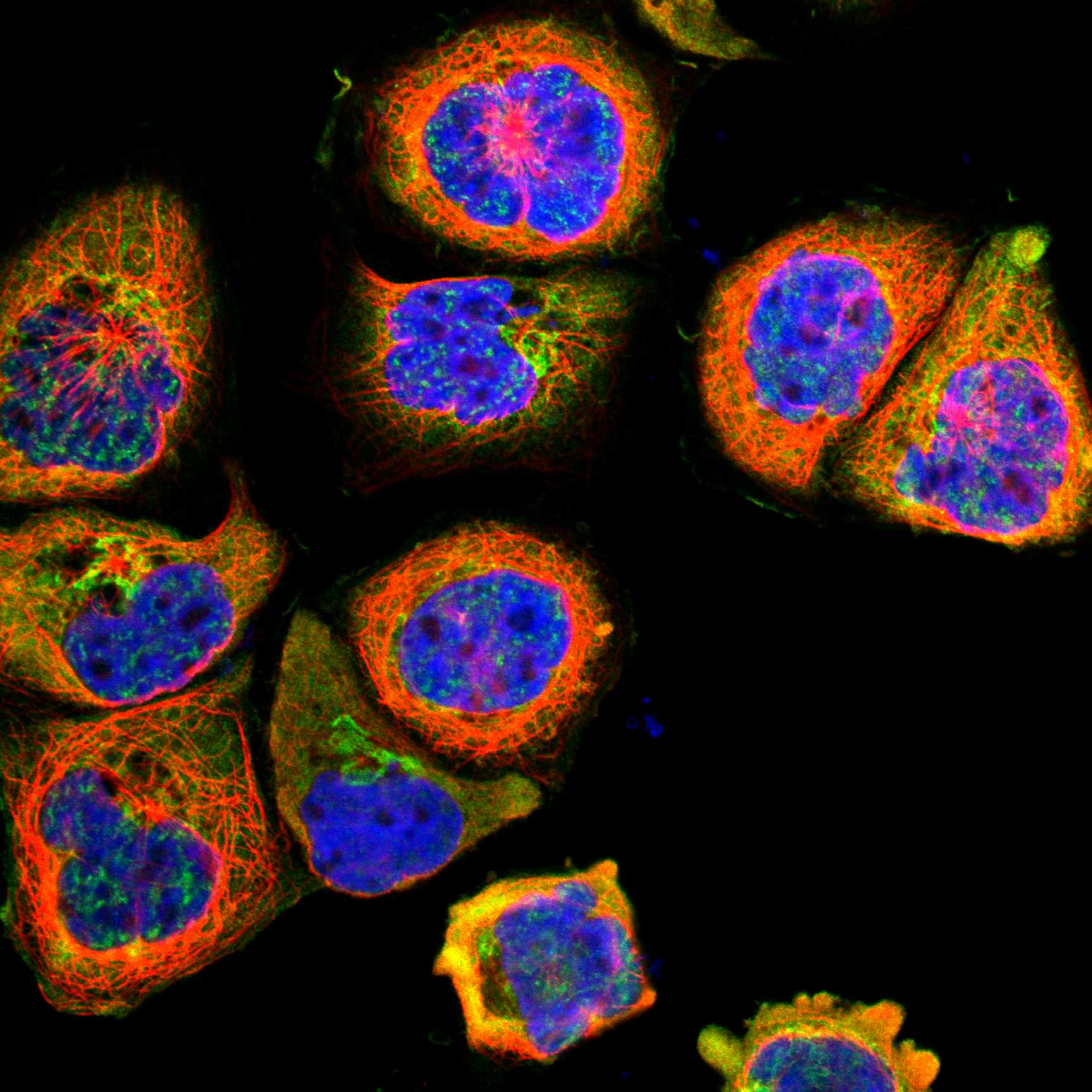 NMT2 fluorescence