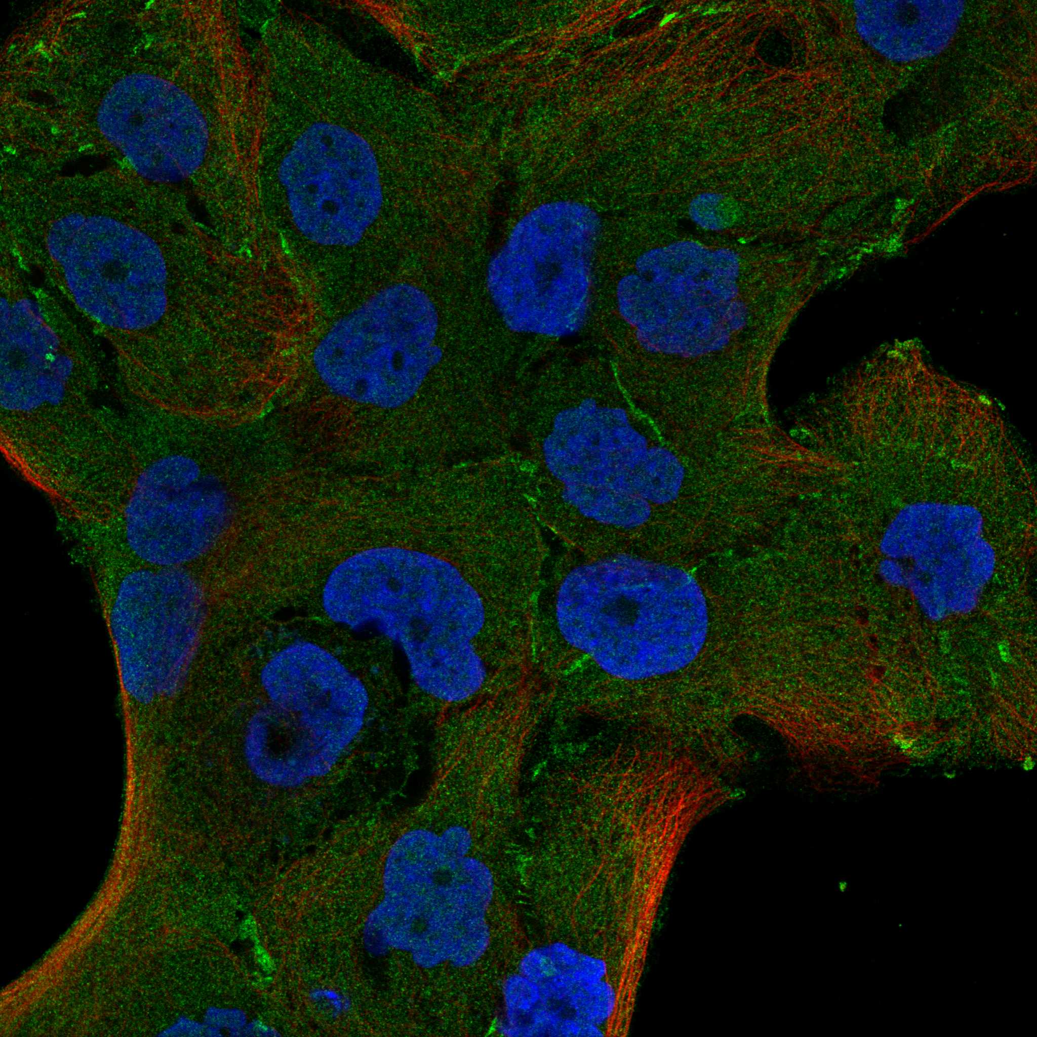 NMUR2 fluorescence