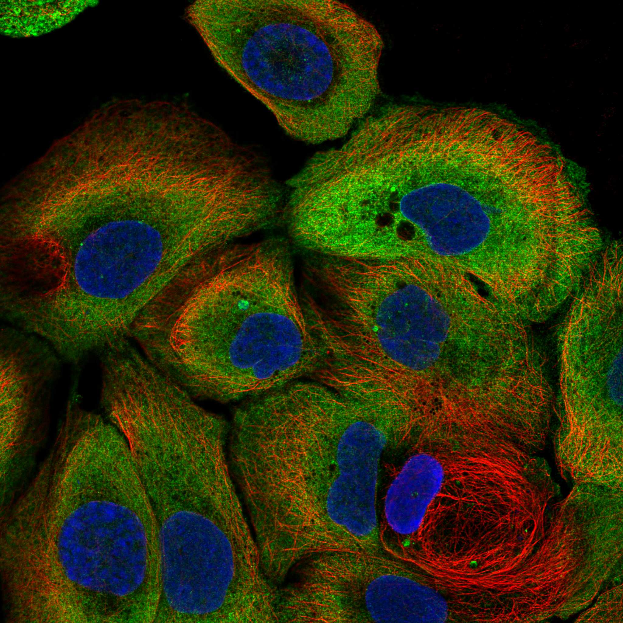 NOS1 fluorescence