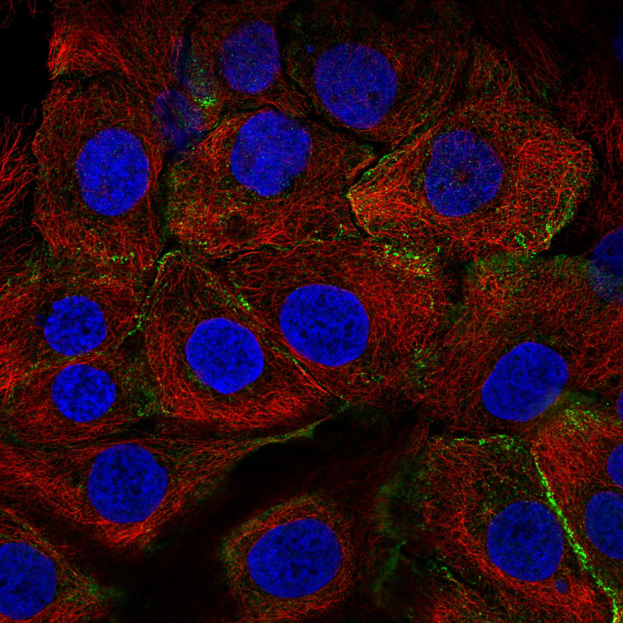 NPTN fluorescence