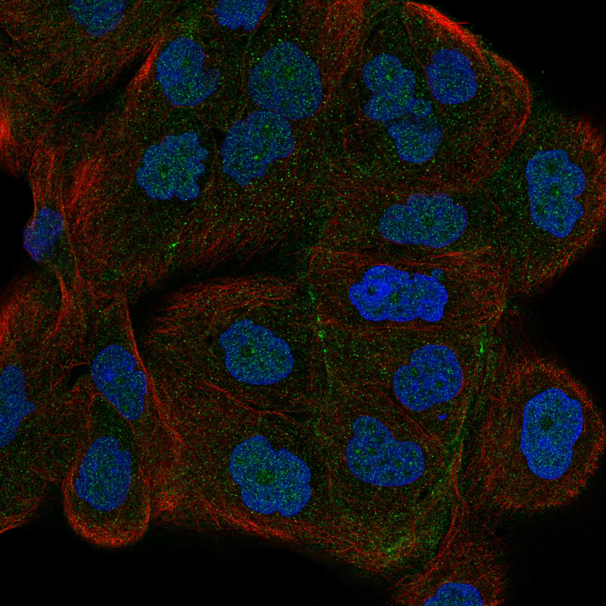 NRCAM fluorescence