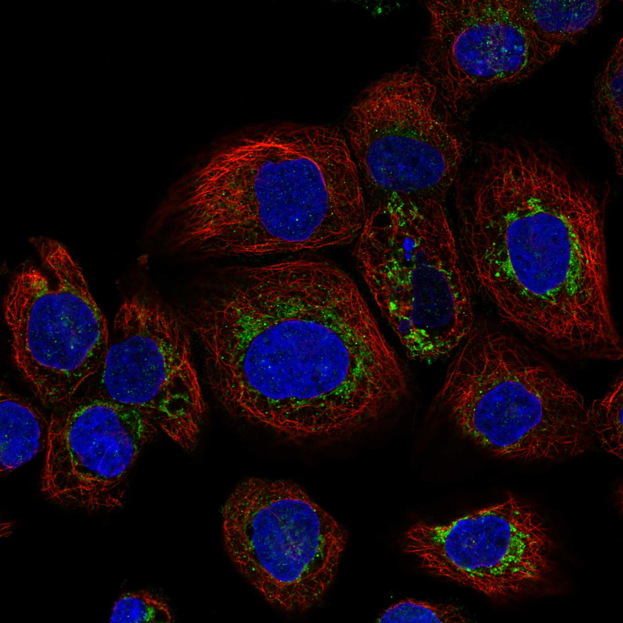 NRP1 fluorescence