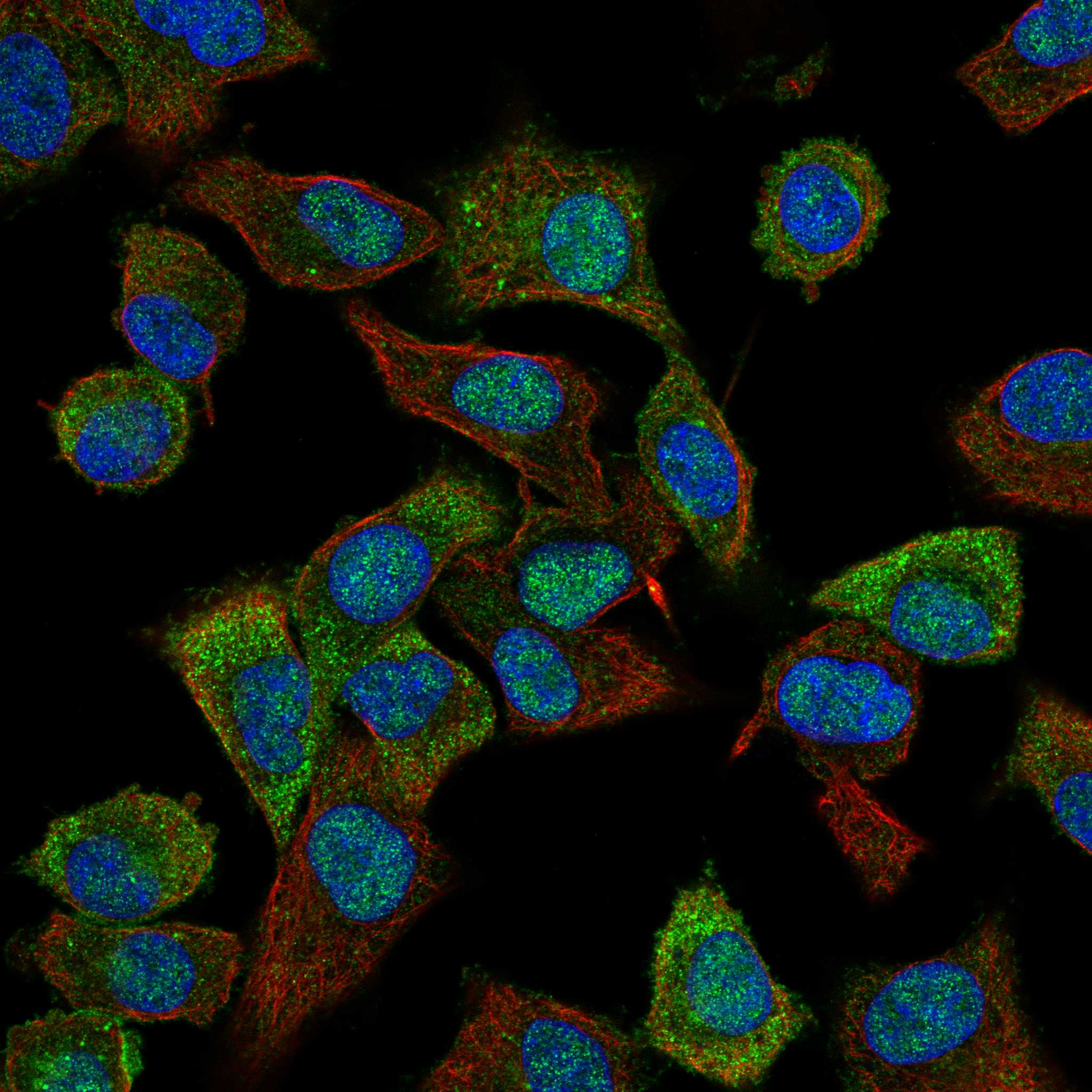 NRP2 fluorescence