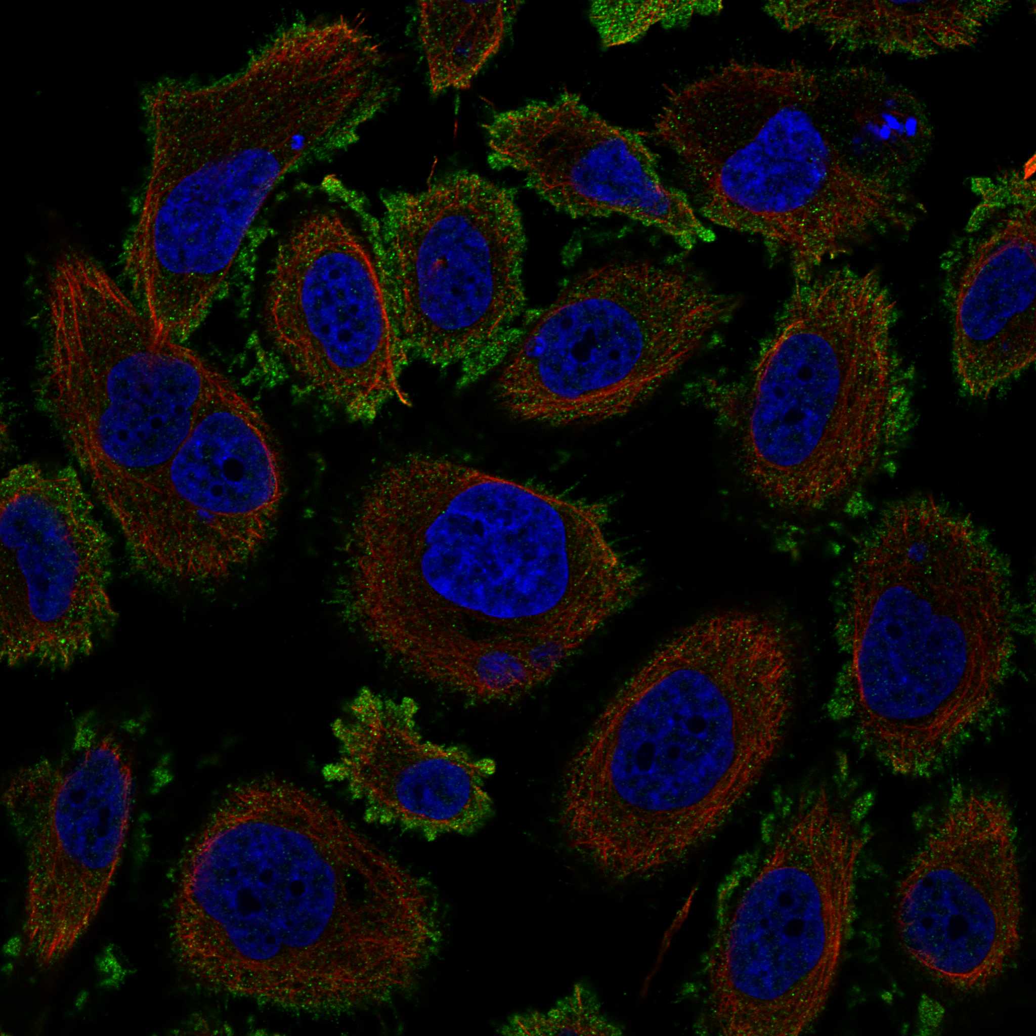NRSN1 fluorescence