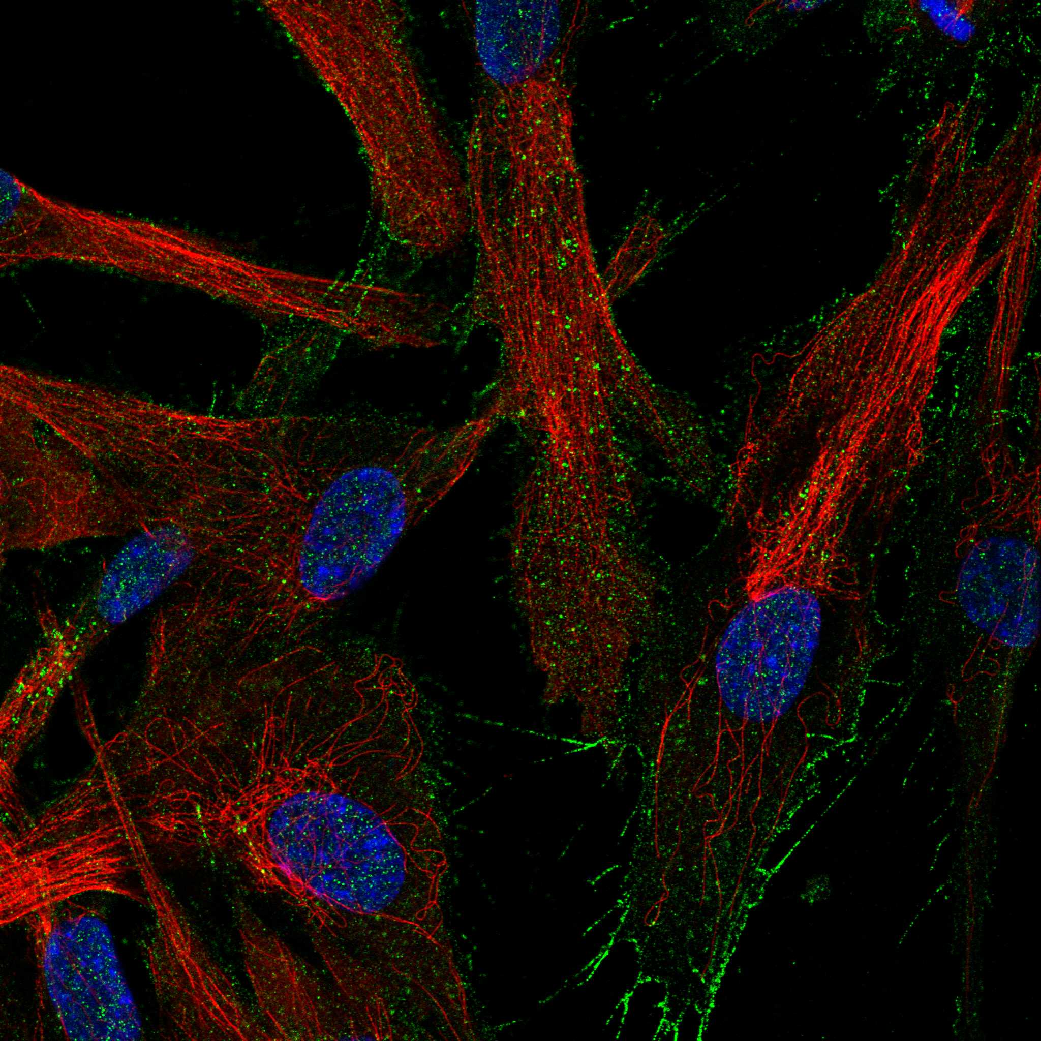NTNG1 fluorescence