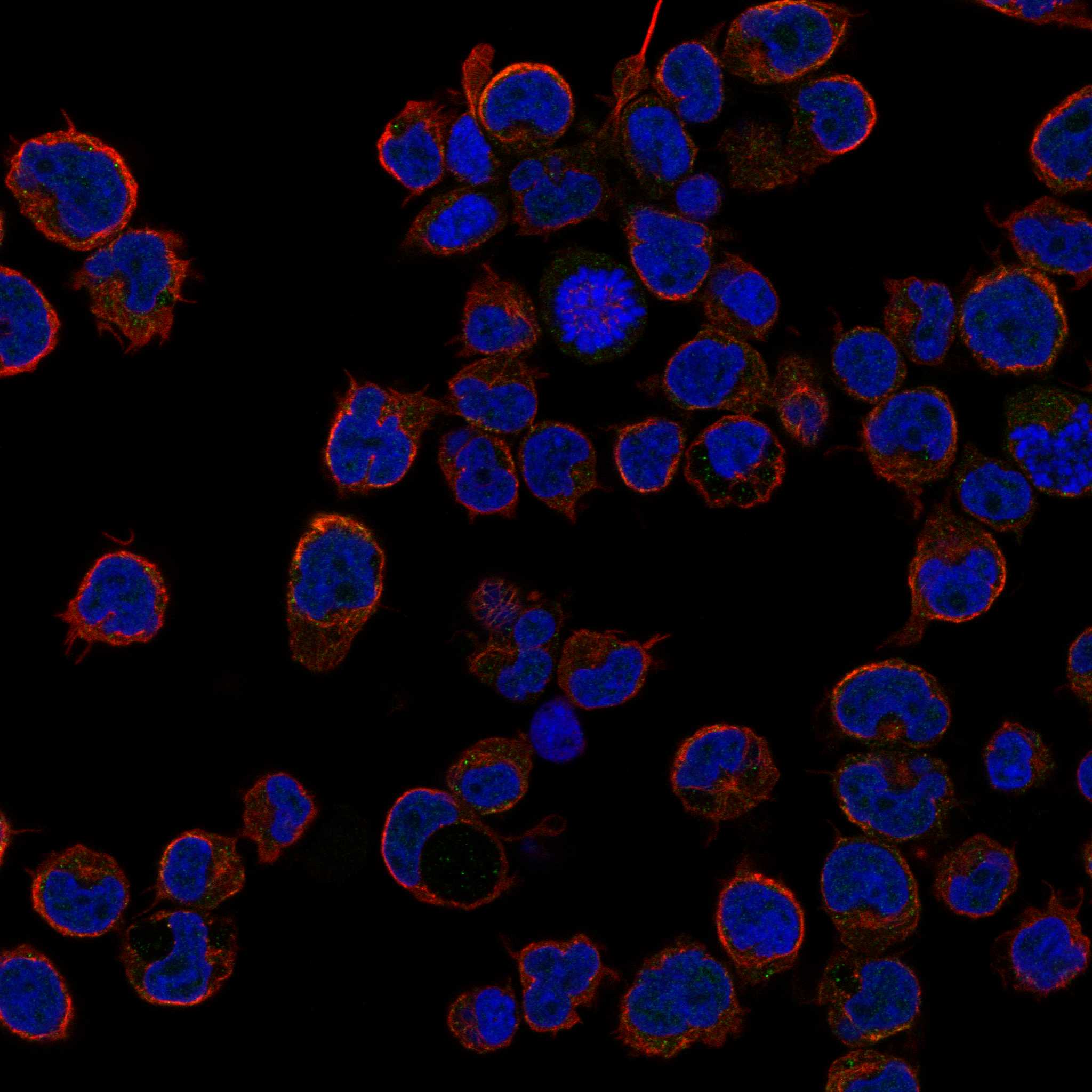 NTNG2 fluorescence