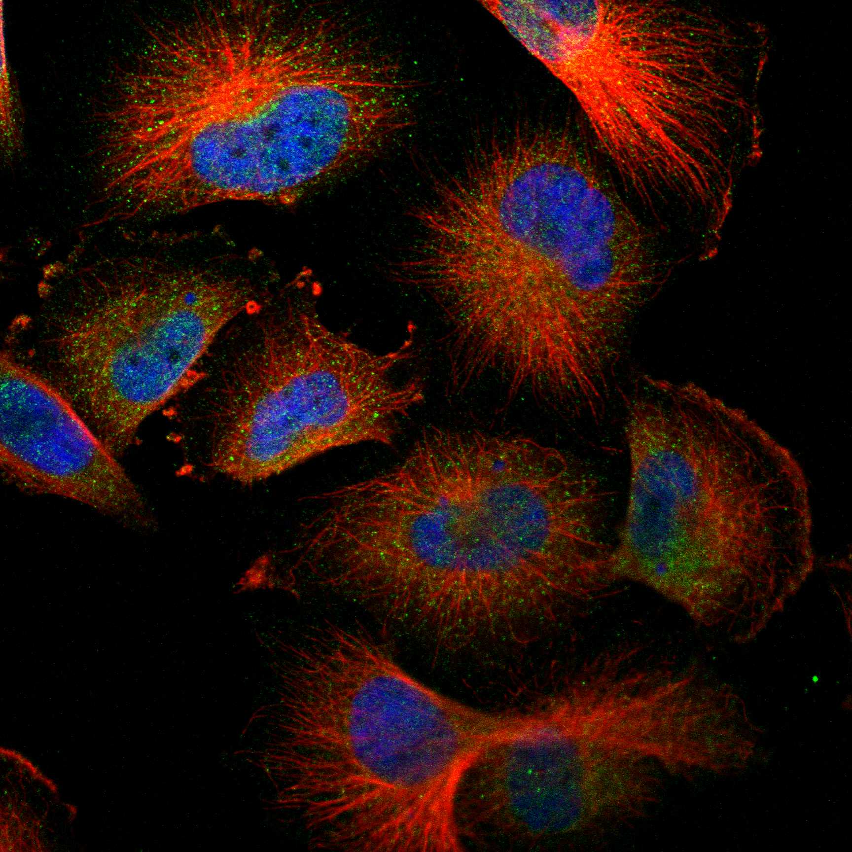 NTRK2 fluorescence