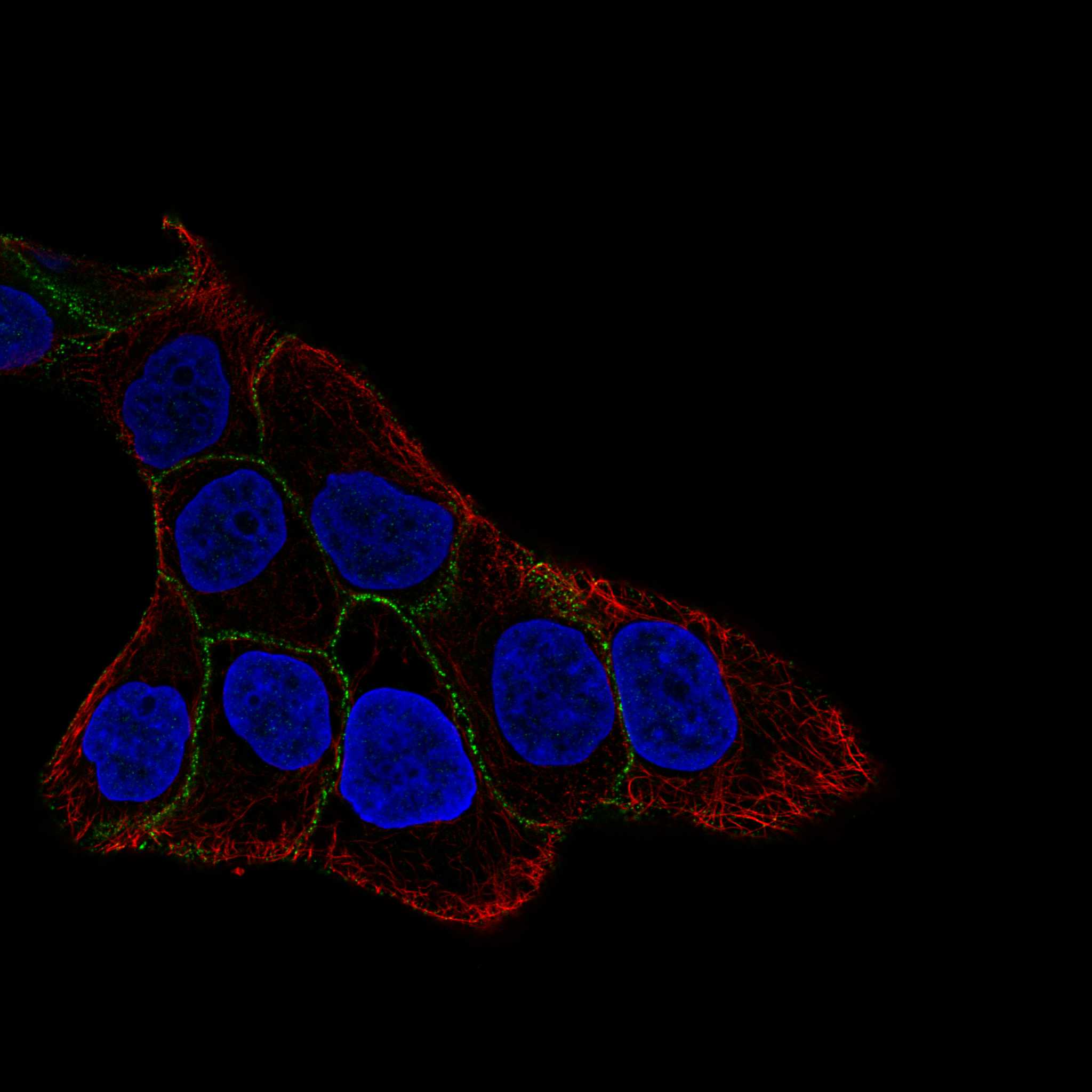 NUMB fluorescence