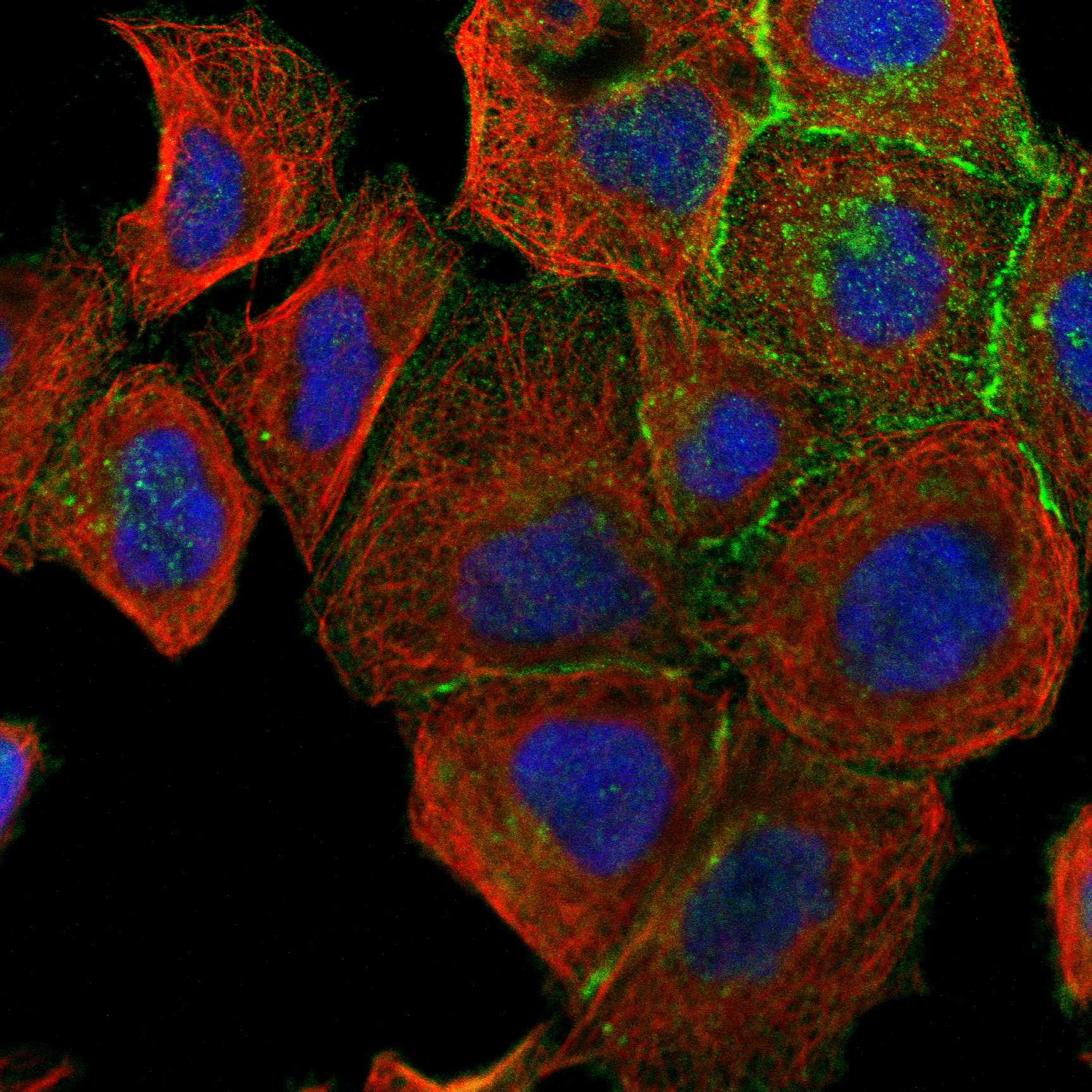 OCLN fluorescence