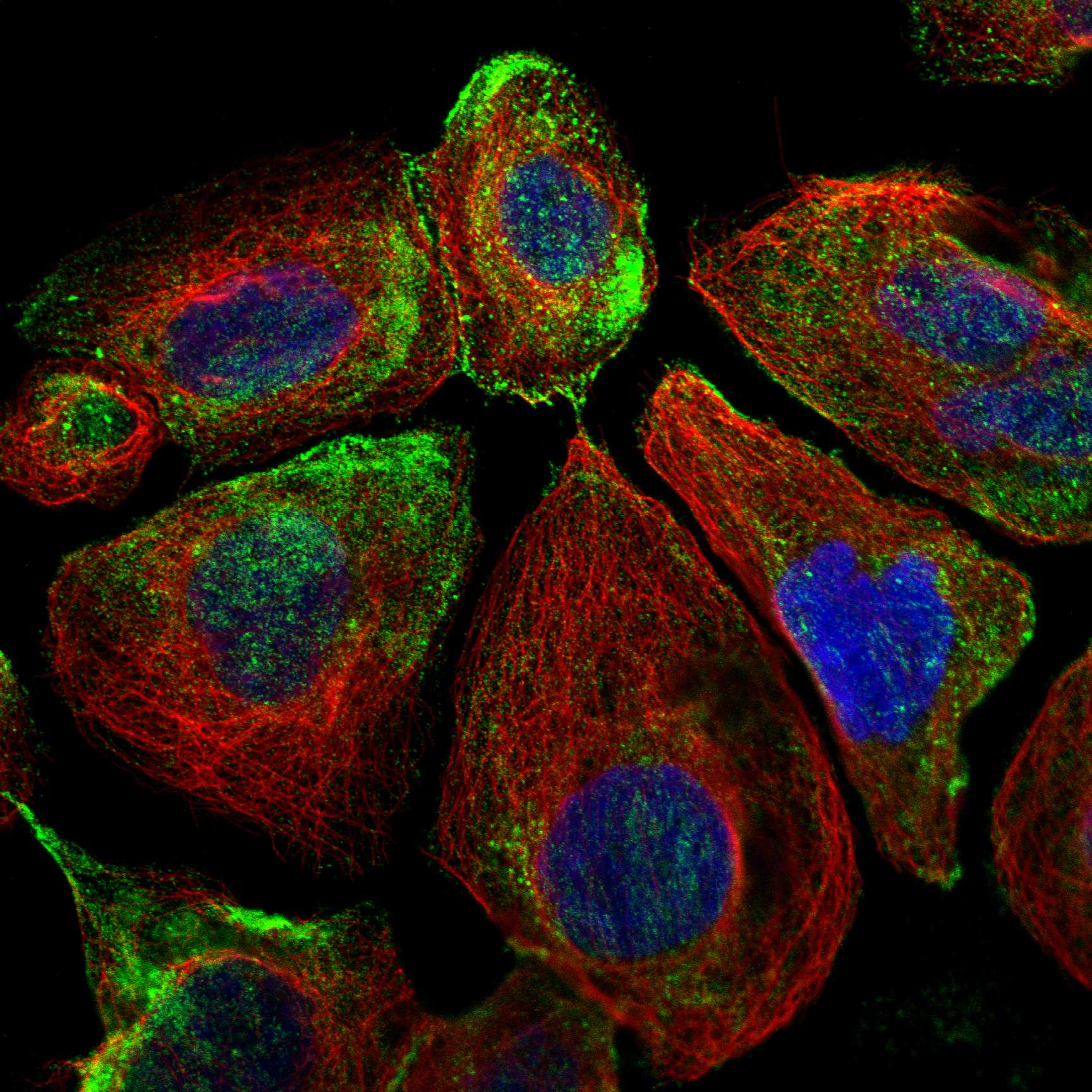 ODR4 fluorescence