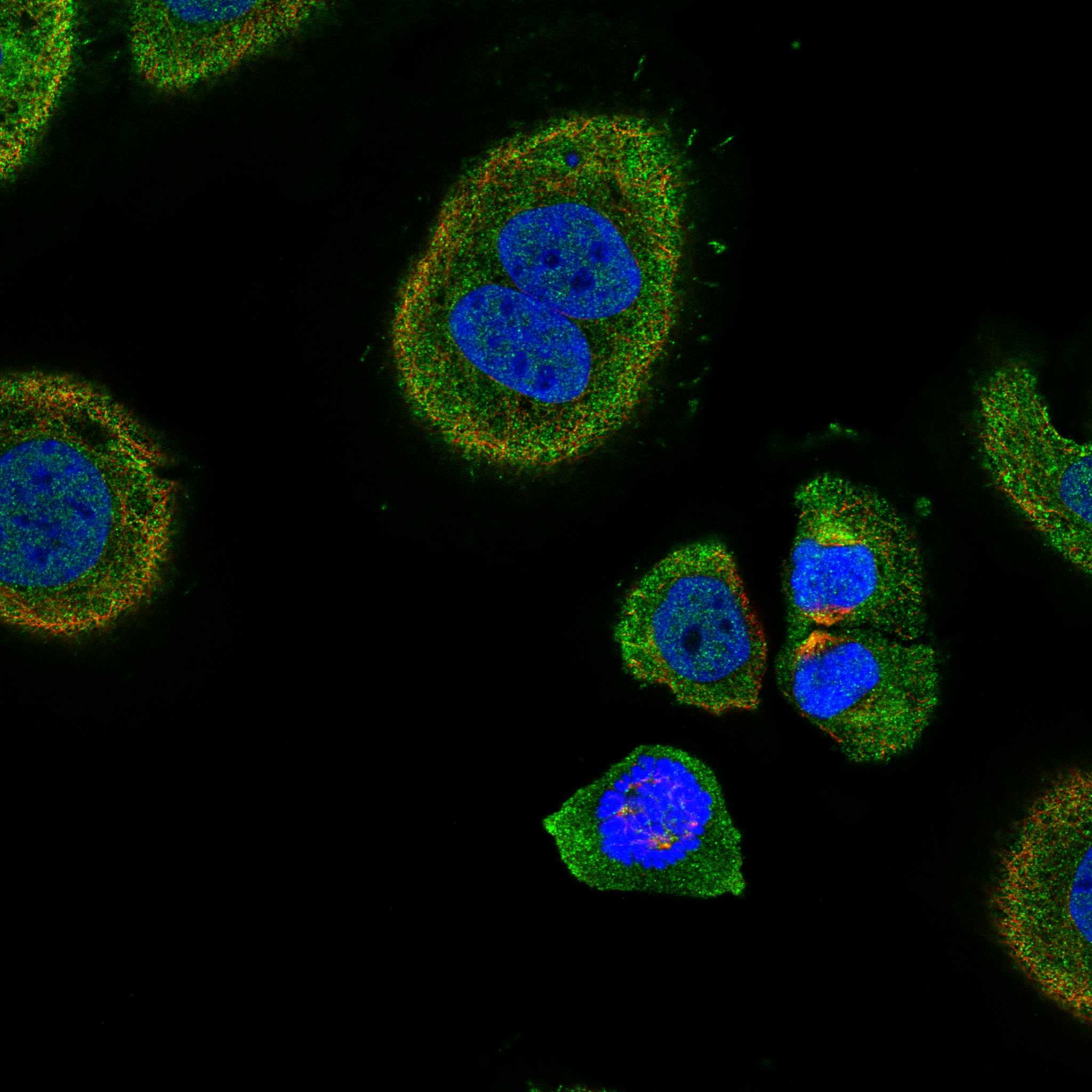 OLFM4 fluorescence