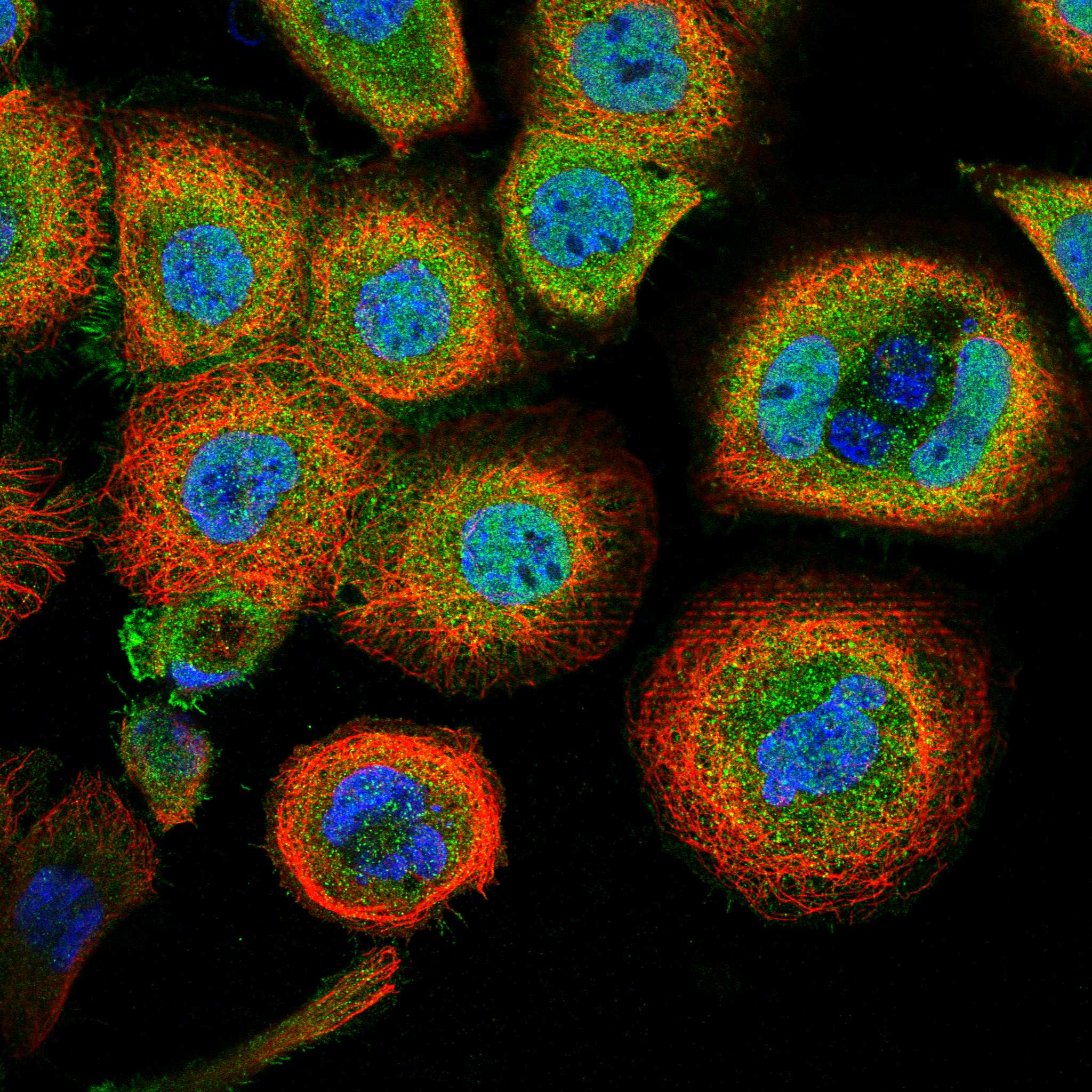 OLR1 fluorescence