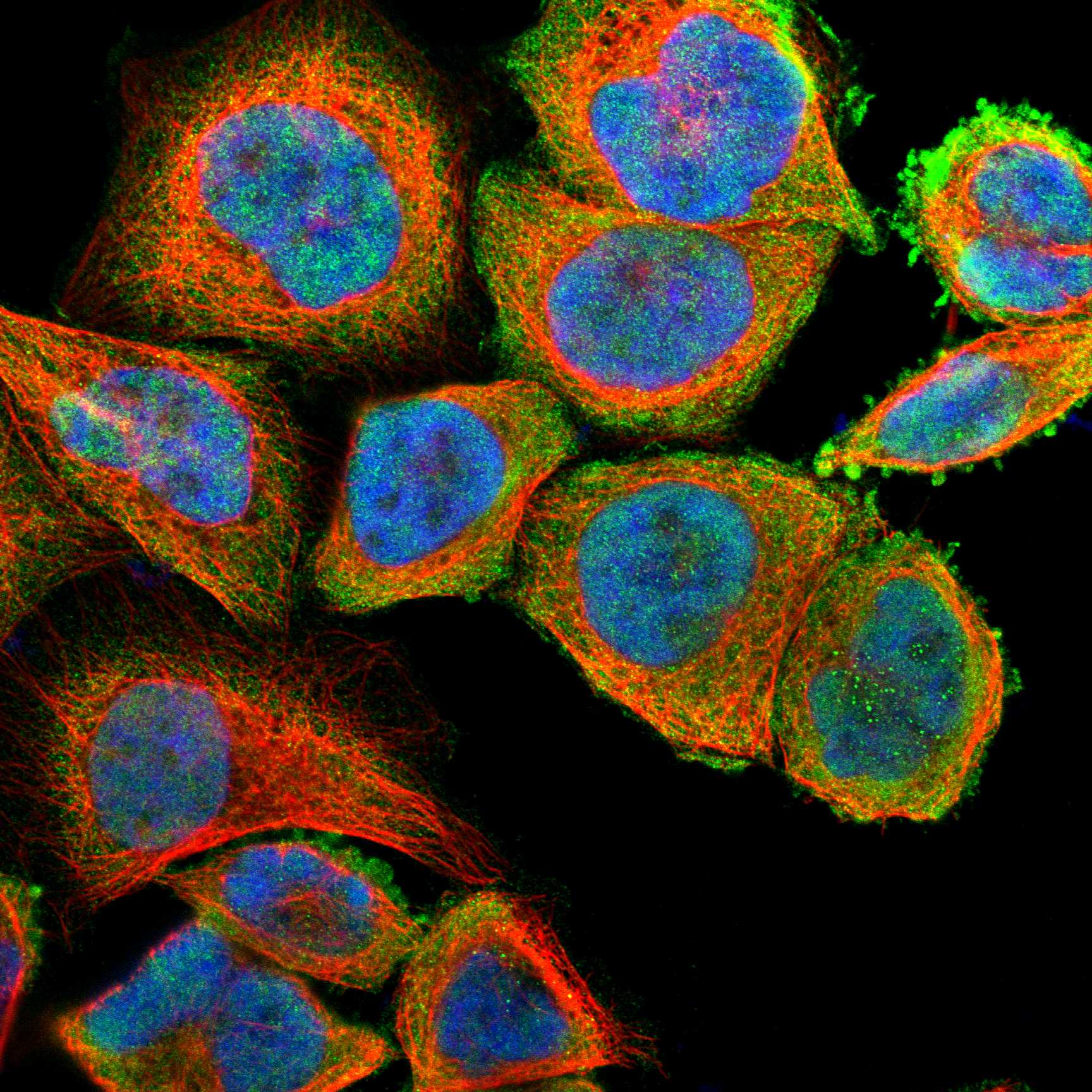 OPHN1 fluorescence