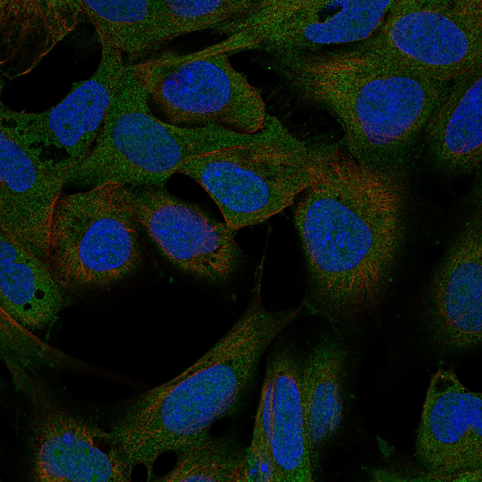 OPN3 fluorescence