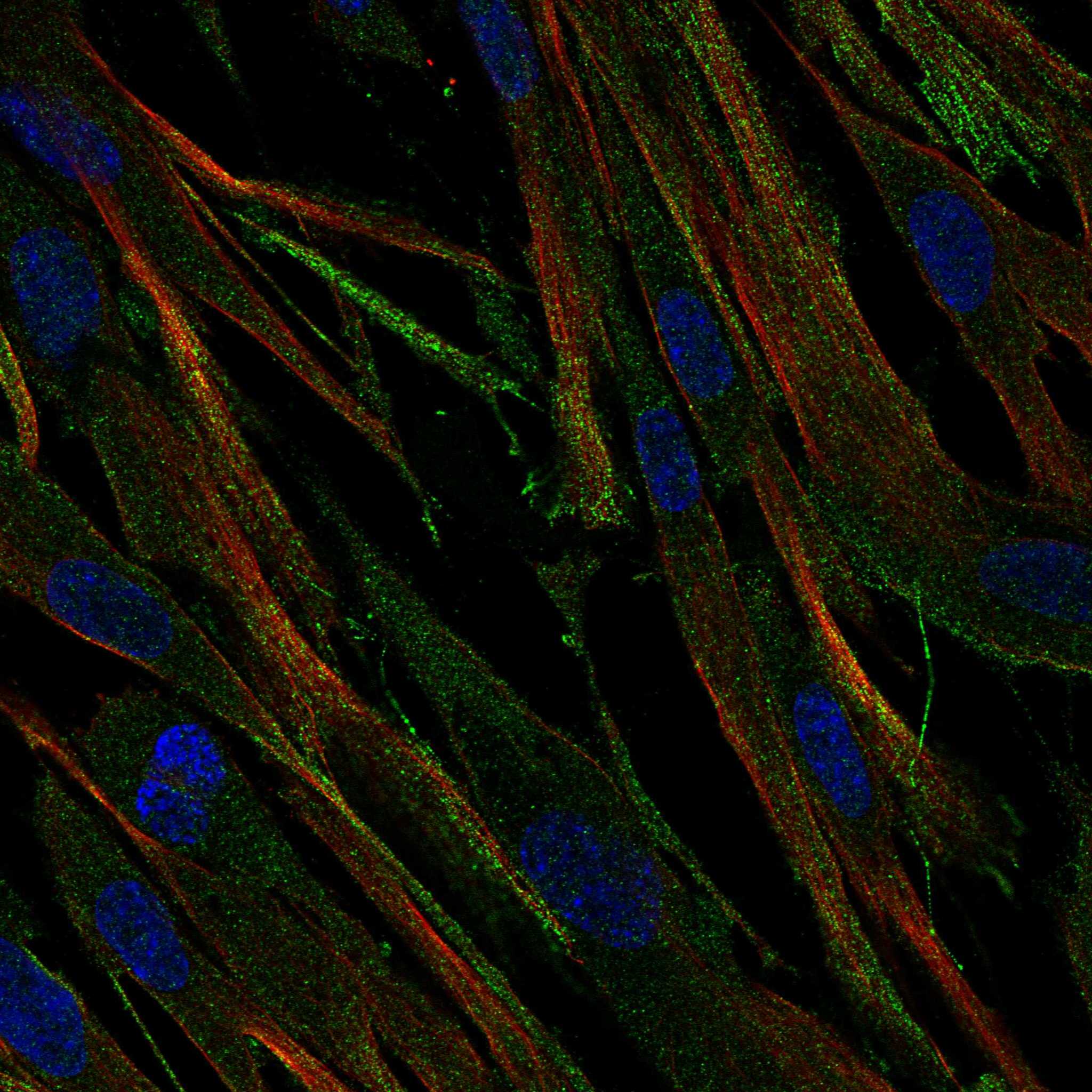 OR2C3 fluorescence
