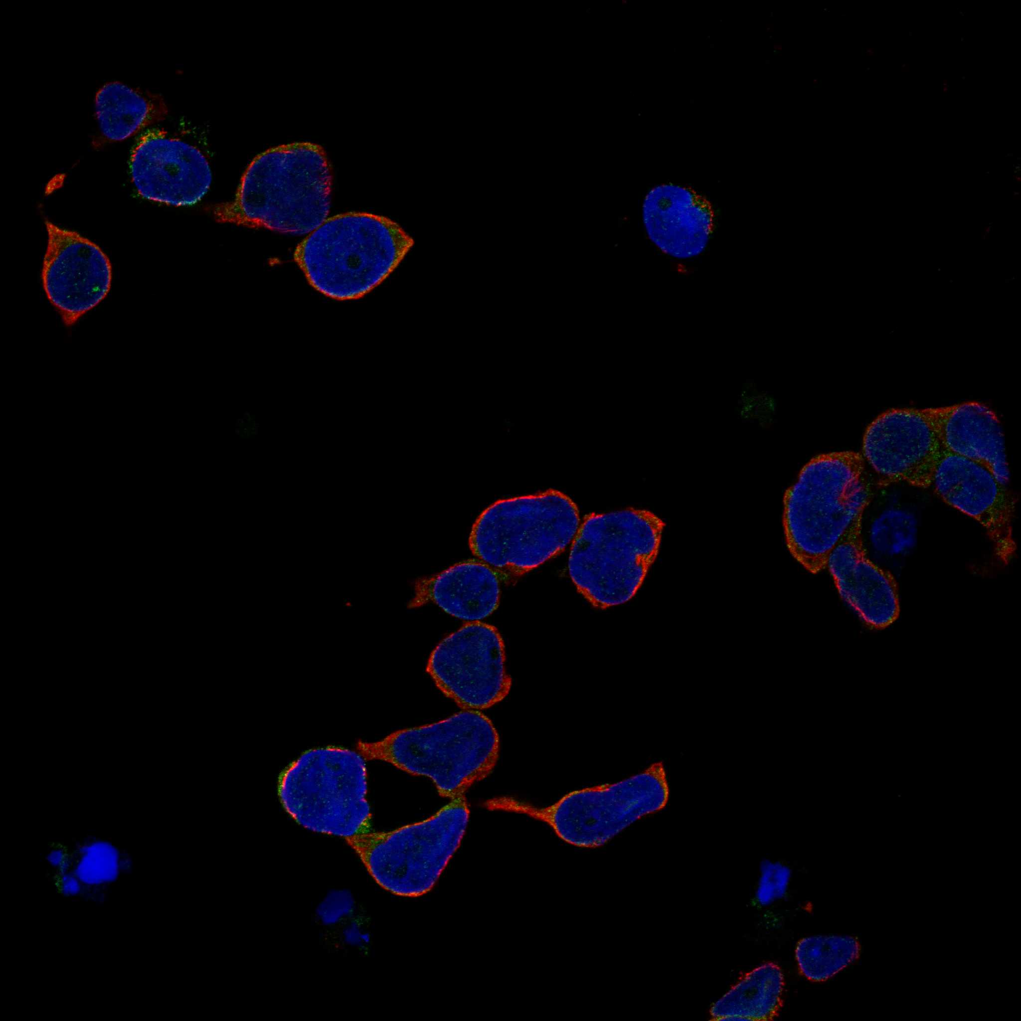 P2RX1 fluorescence