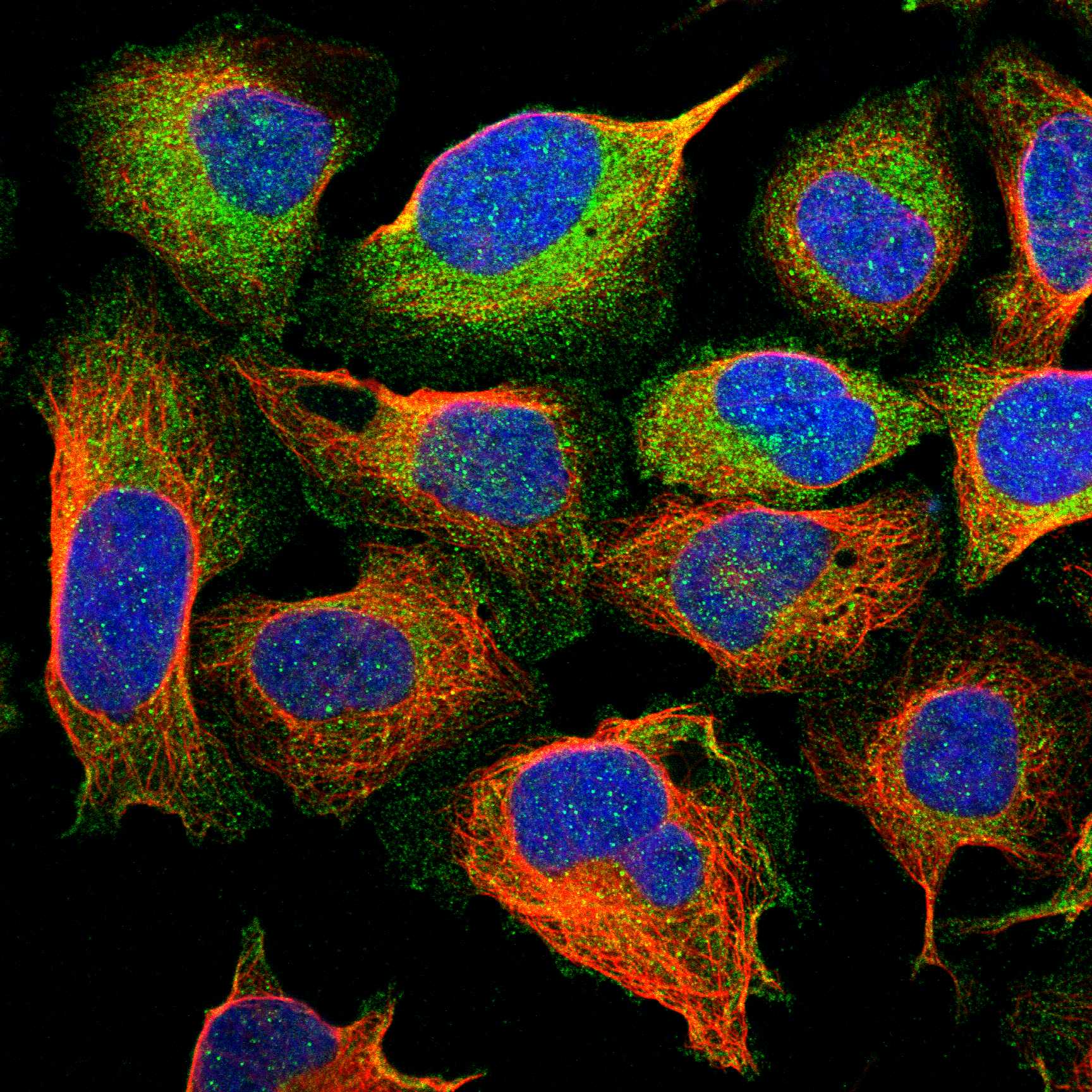 P2RX5 fluorescence