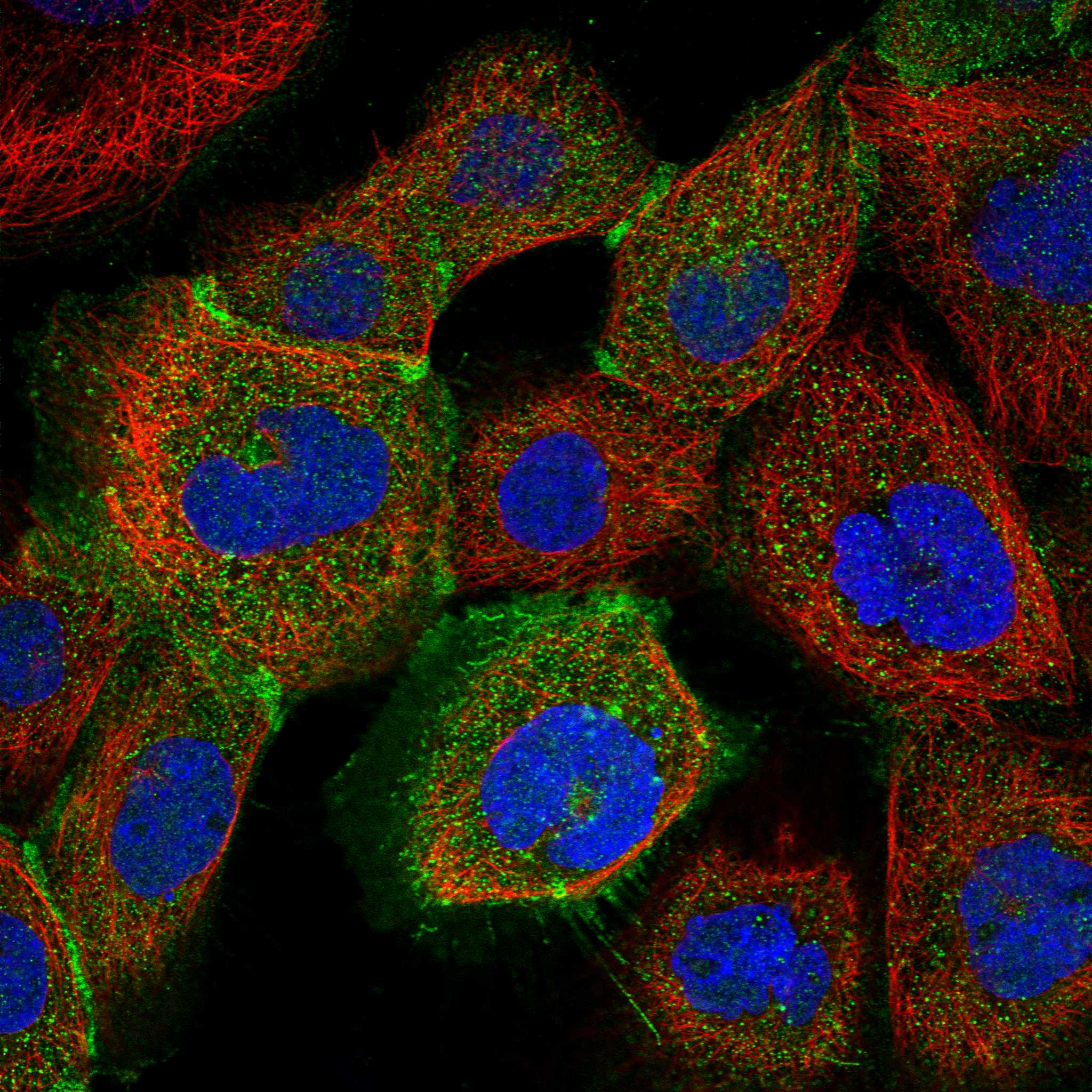 P3H3 fluorescence