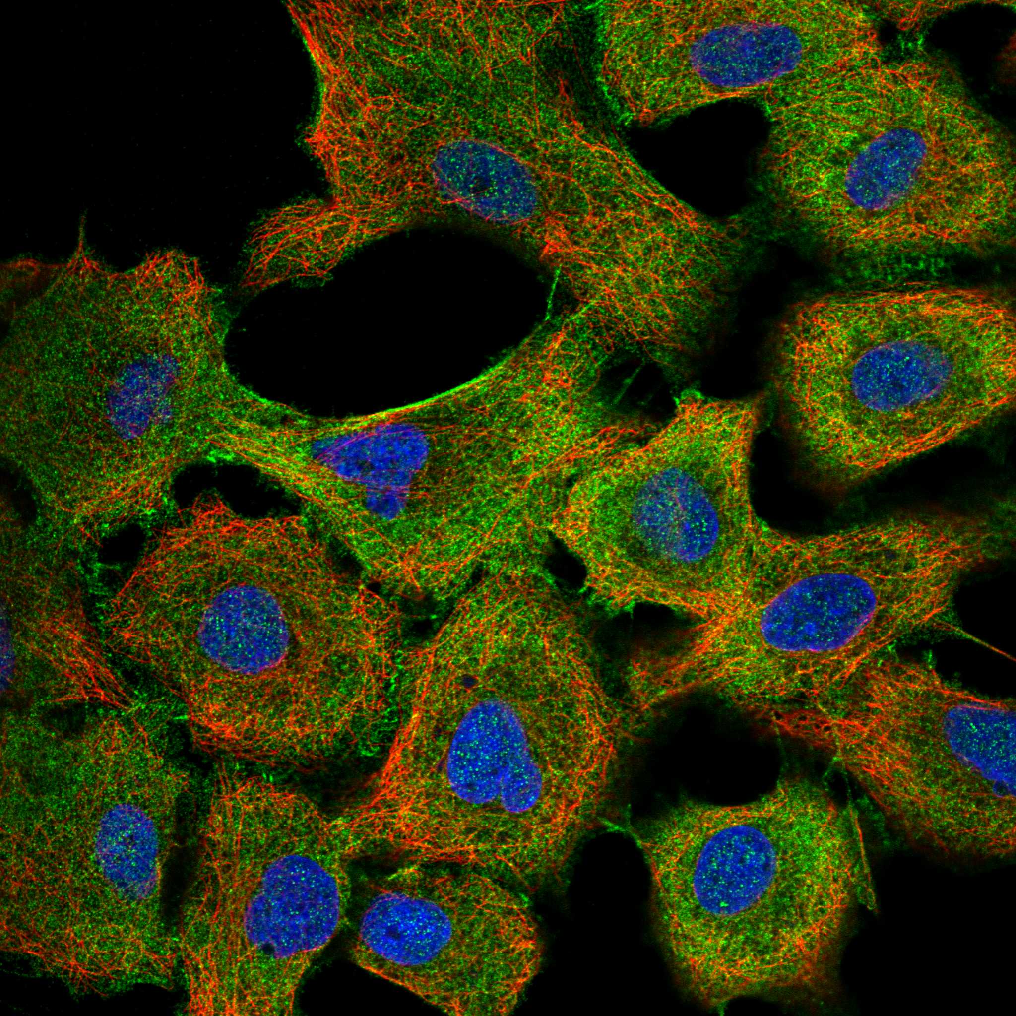 PAK4 fluorescence