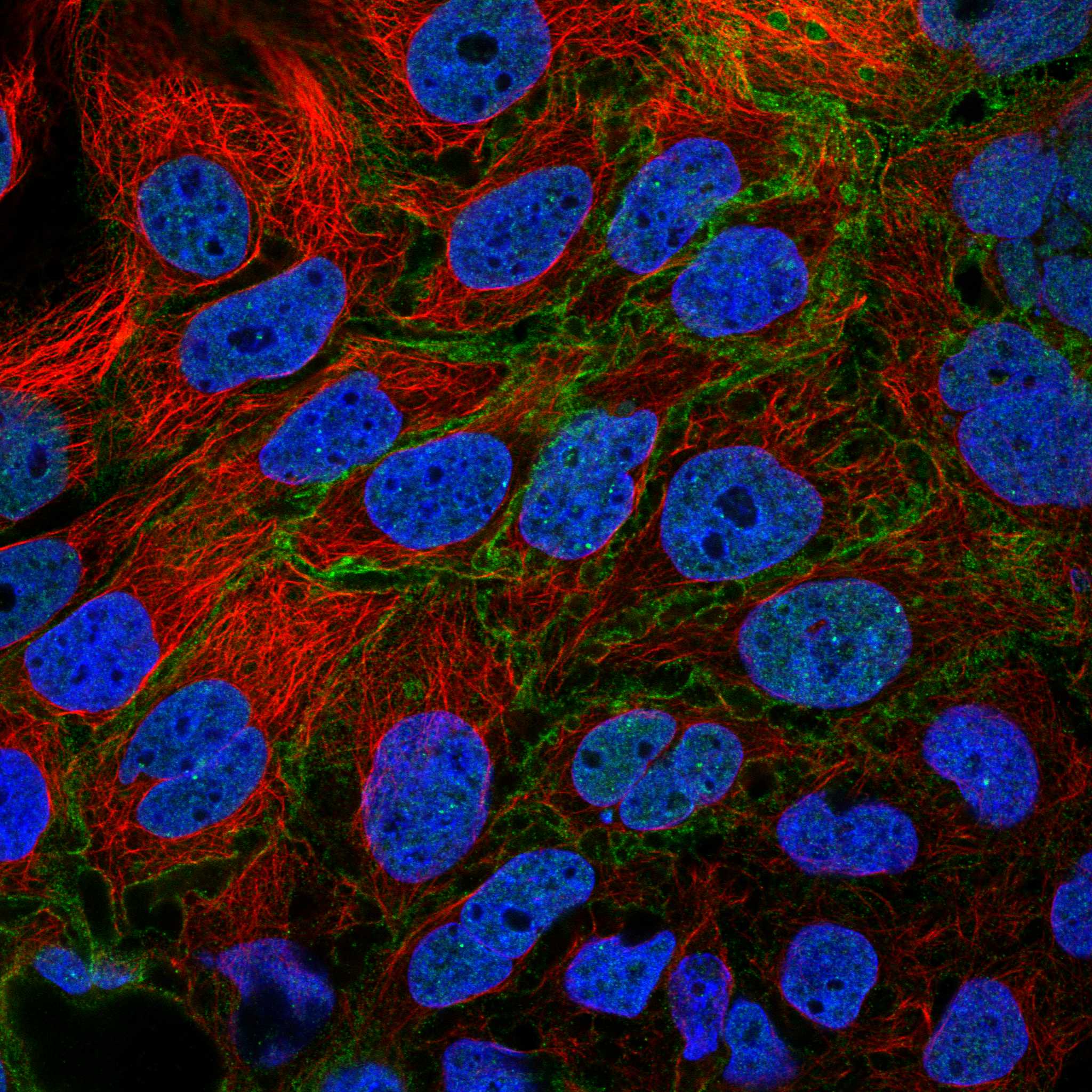 PALM3 fluorescence