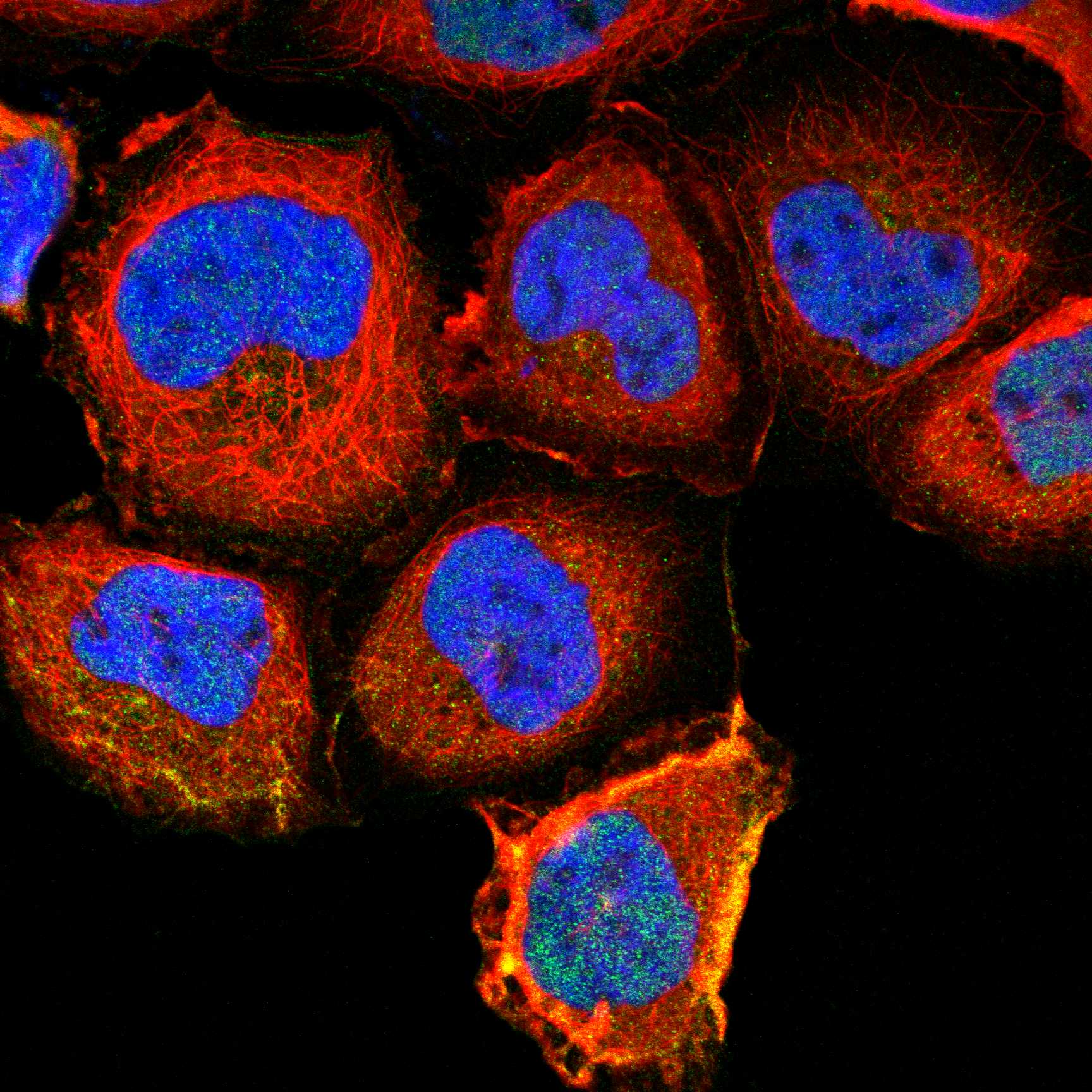 PALS1 fluorescence