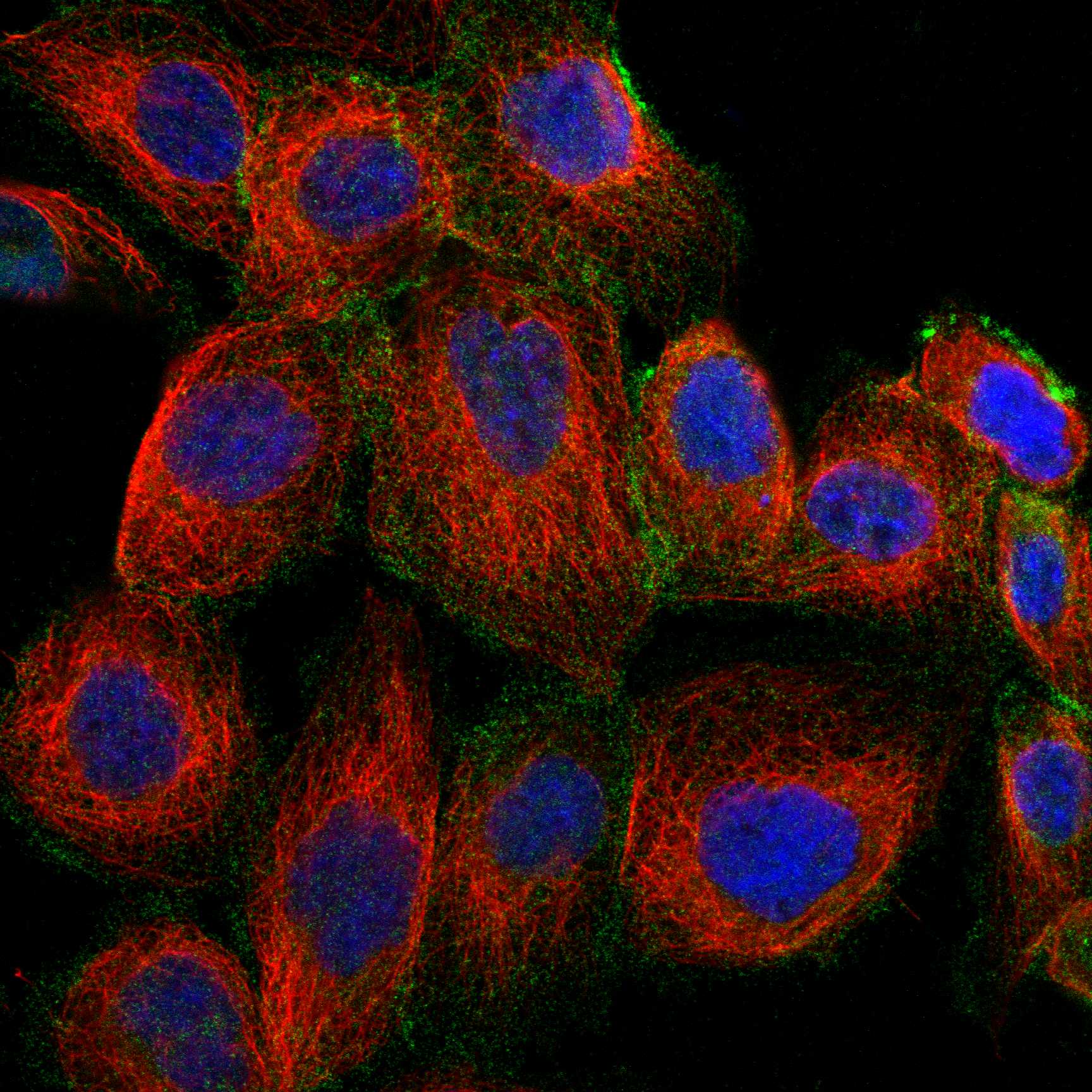 PANX1 fluorescence