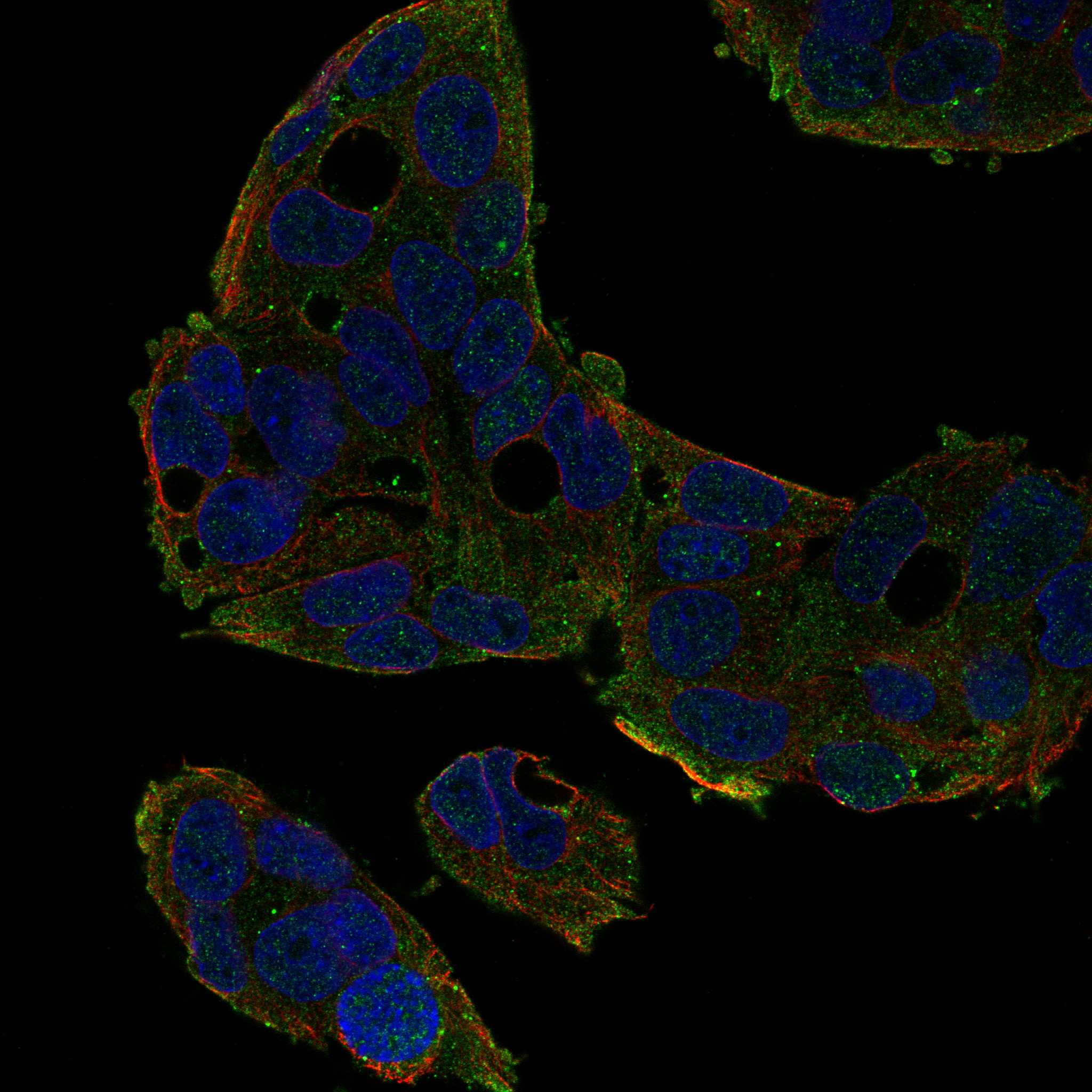 PANX2 fluorescence