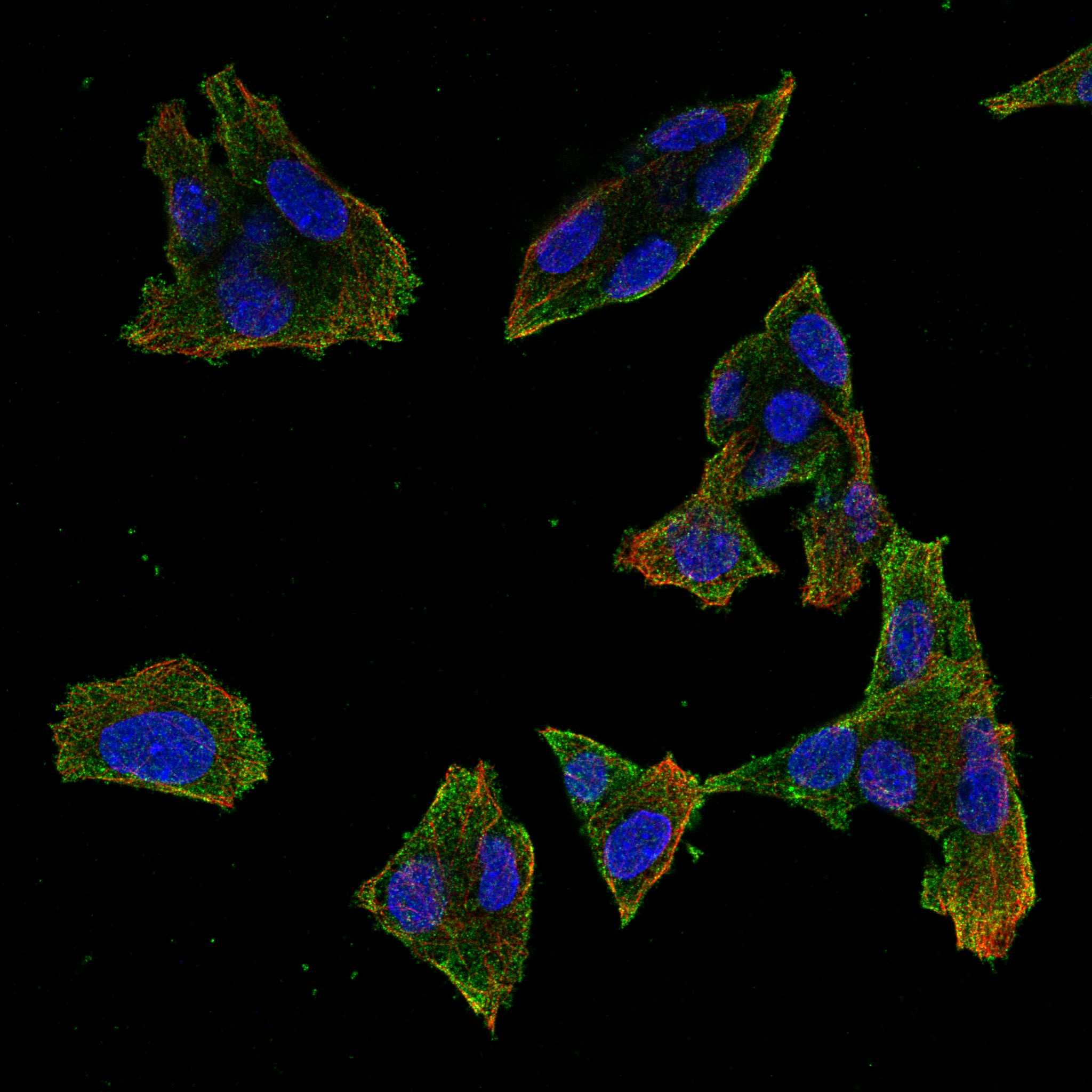 PAQR8 fluorescence