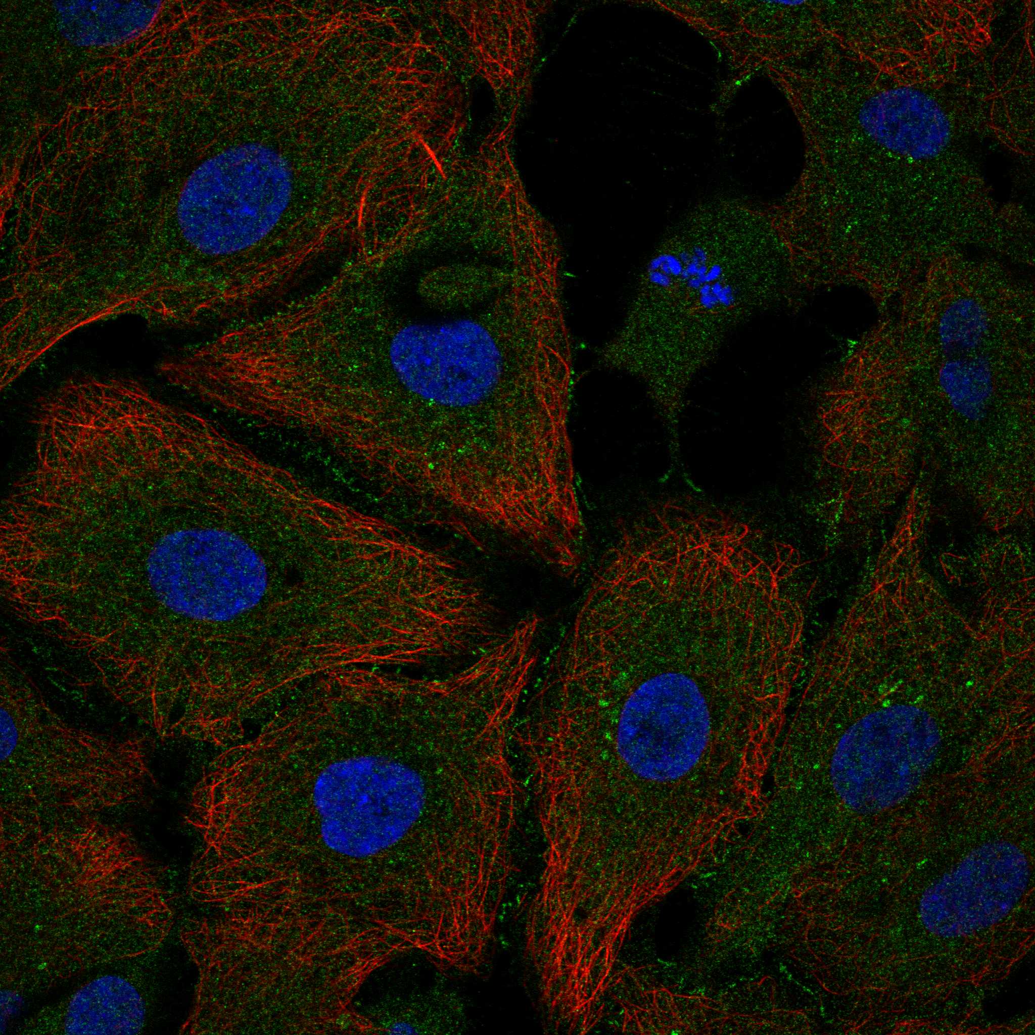 PARD3 fluorescence