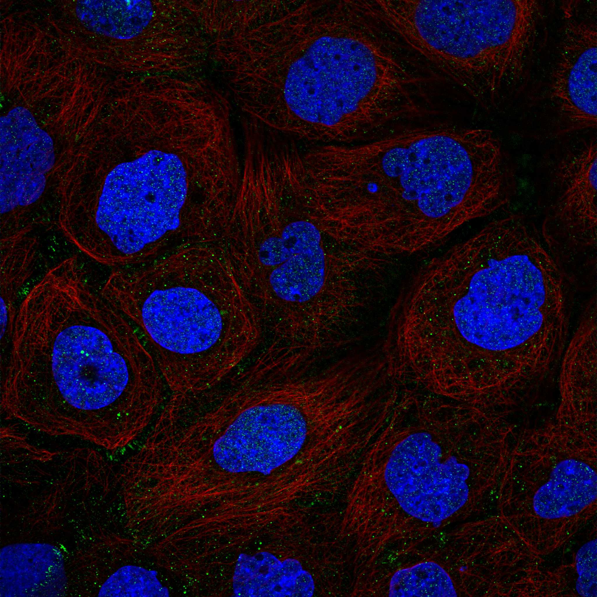 PARP6 fluorescence