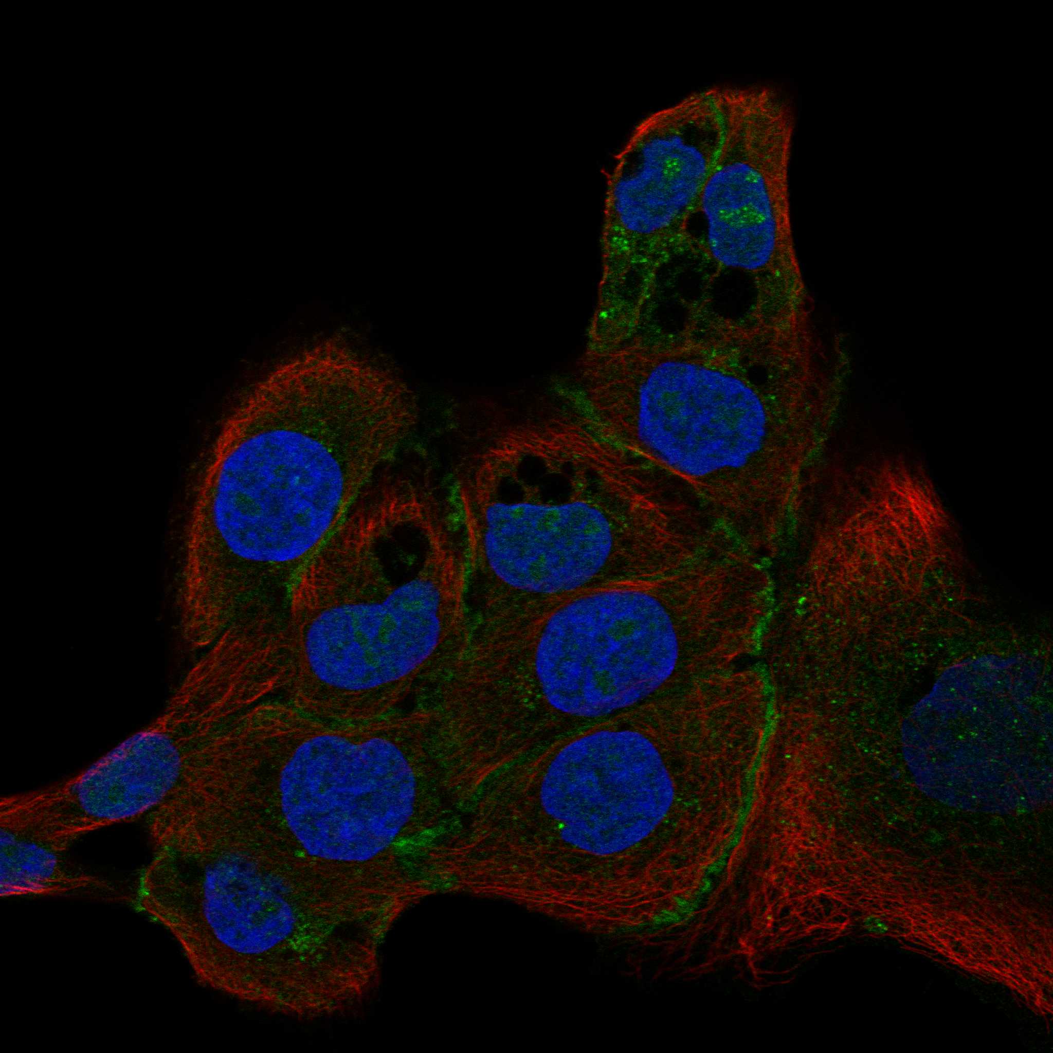 PCDH1 fluorescence
